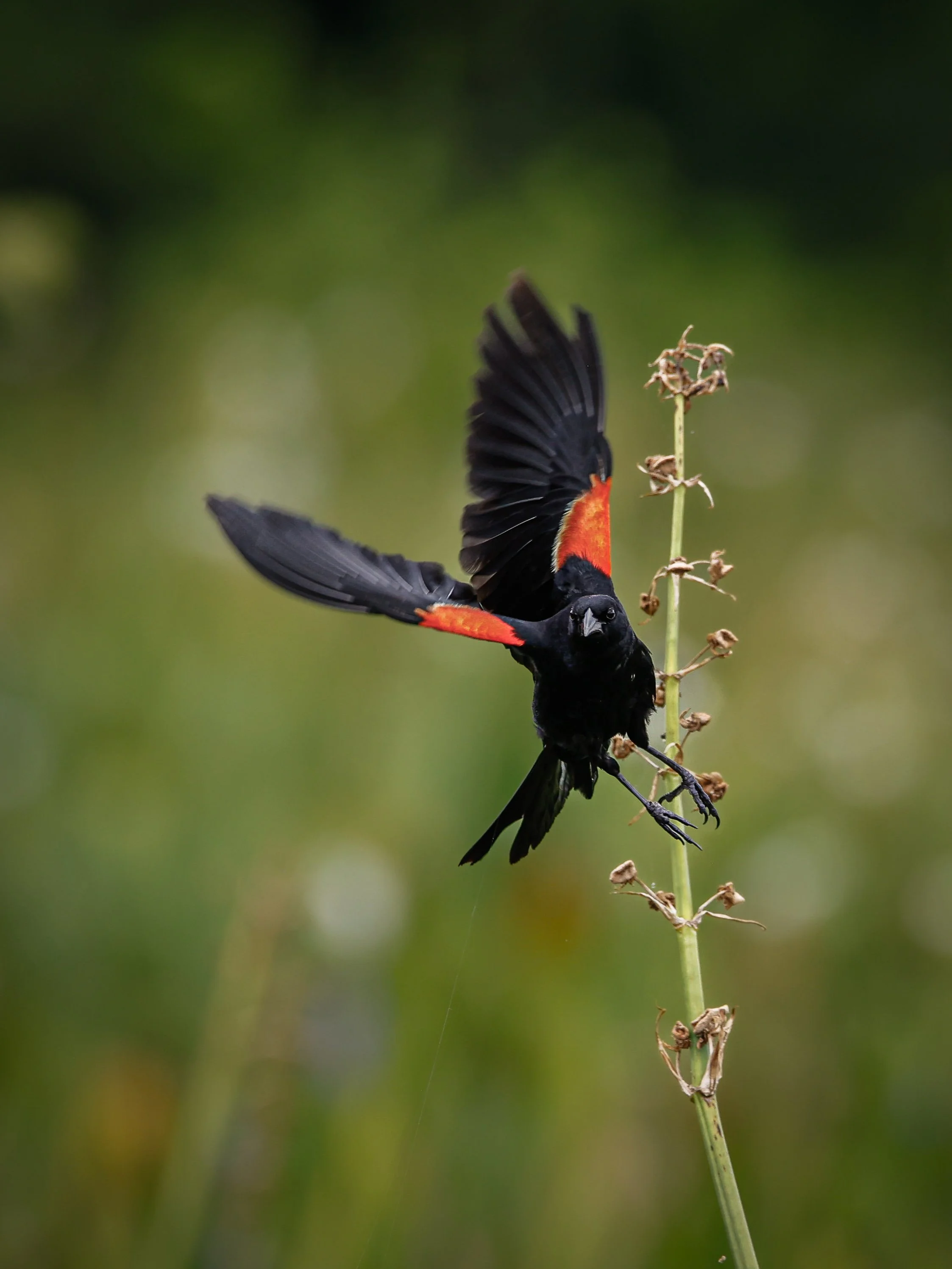 birds1-5.jpg