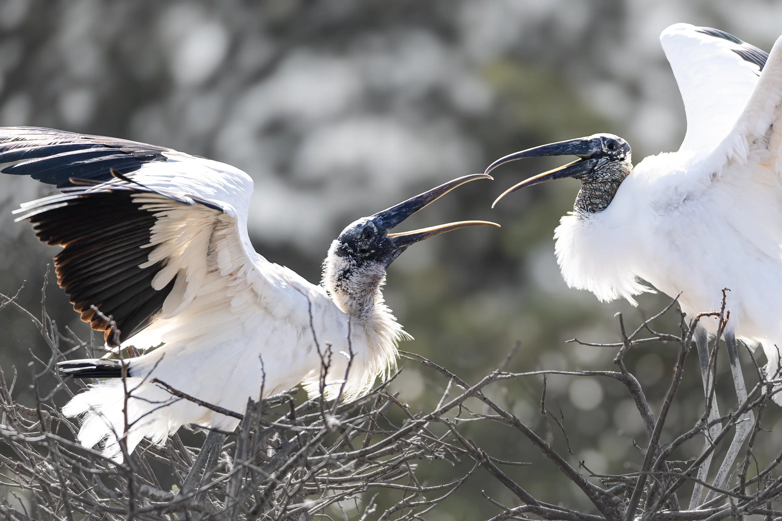 Two large white wood storks birds with black wings and long black beaks engaging in a courtship display on a nest of twigs with the beaks open and touching. Florida.