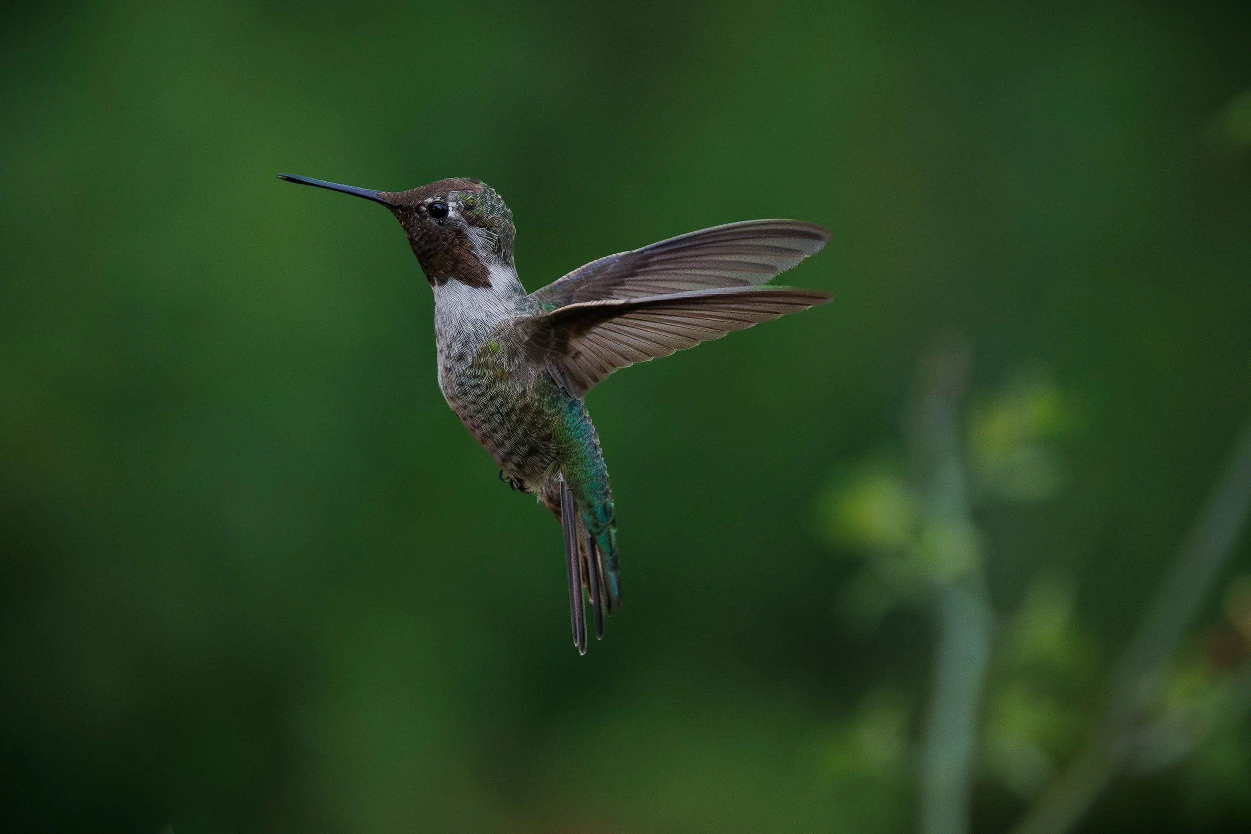 Close-up of a Black Chinned  hummingbird in flight against a green background. Arizona.