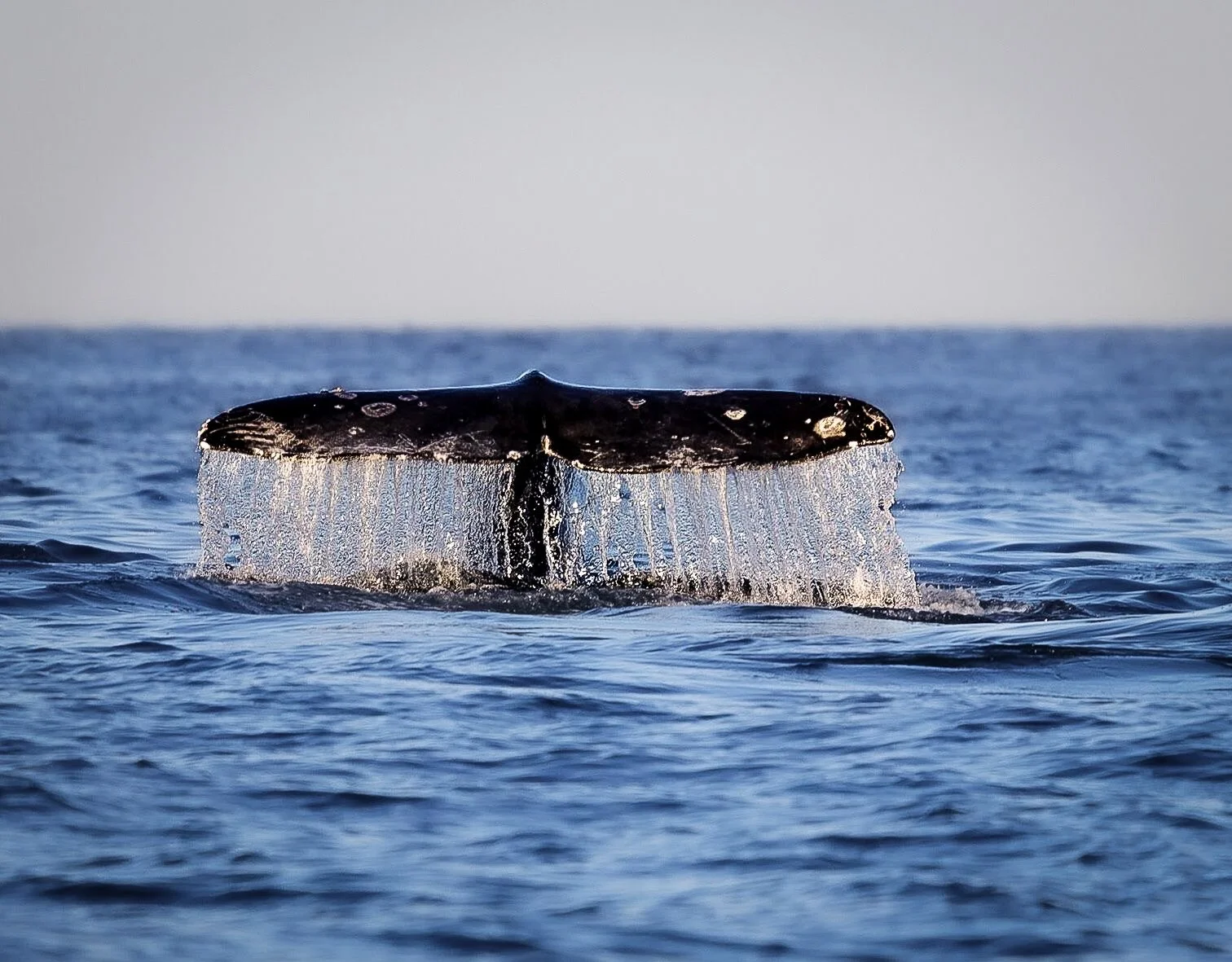 A close-up of a whale's tail fluke emerging from the ocean water during daylight.