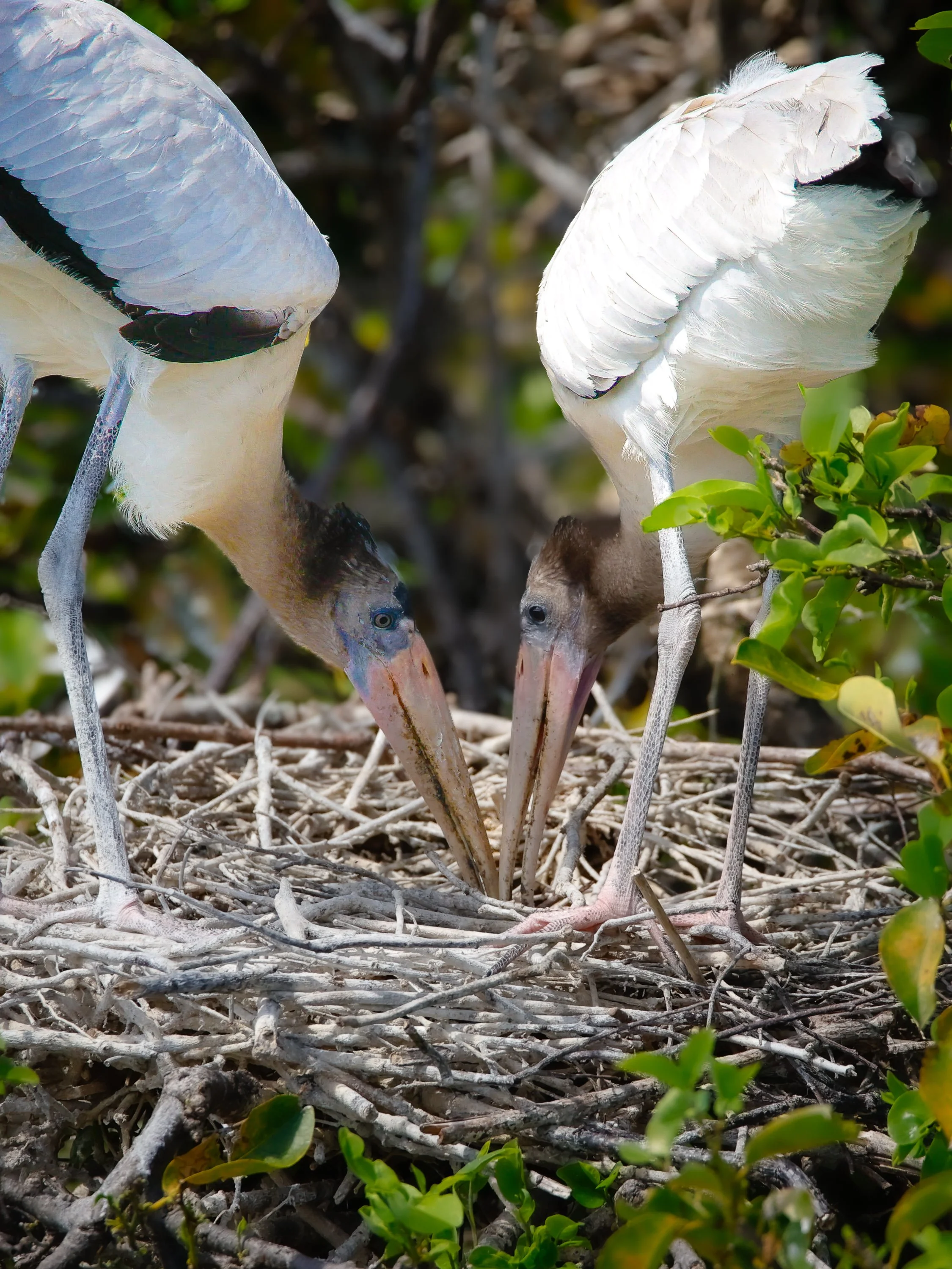 birds1-3.jpg