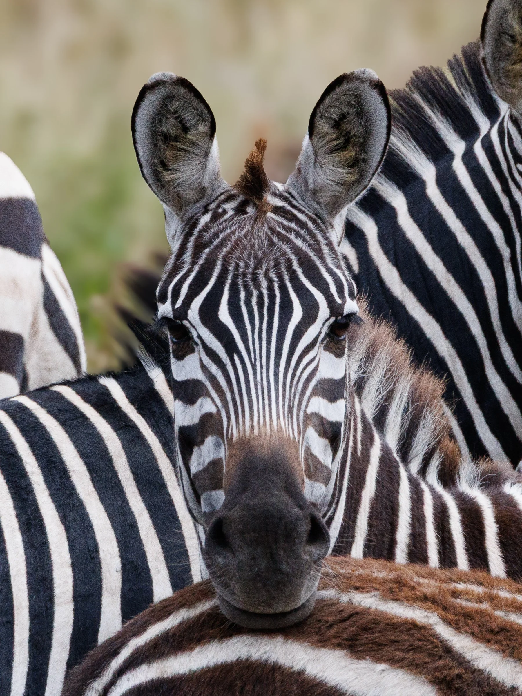 African Wildlife-9.jpg