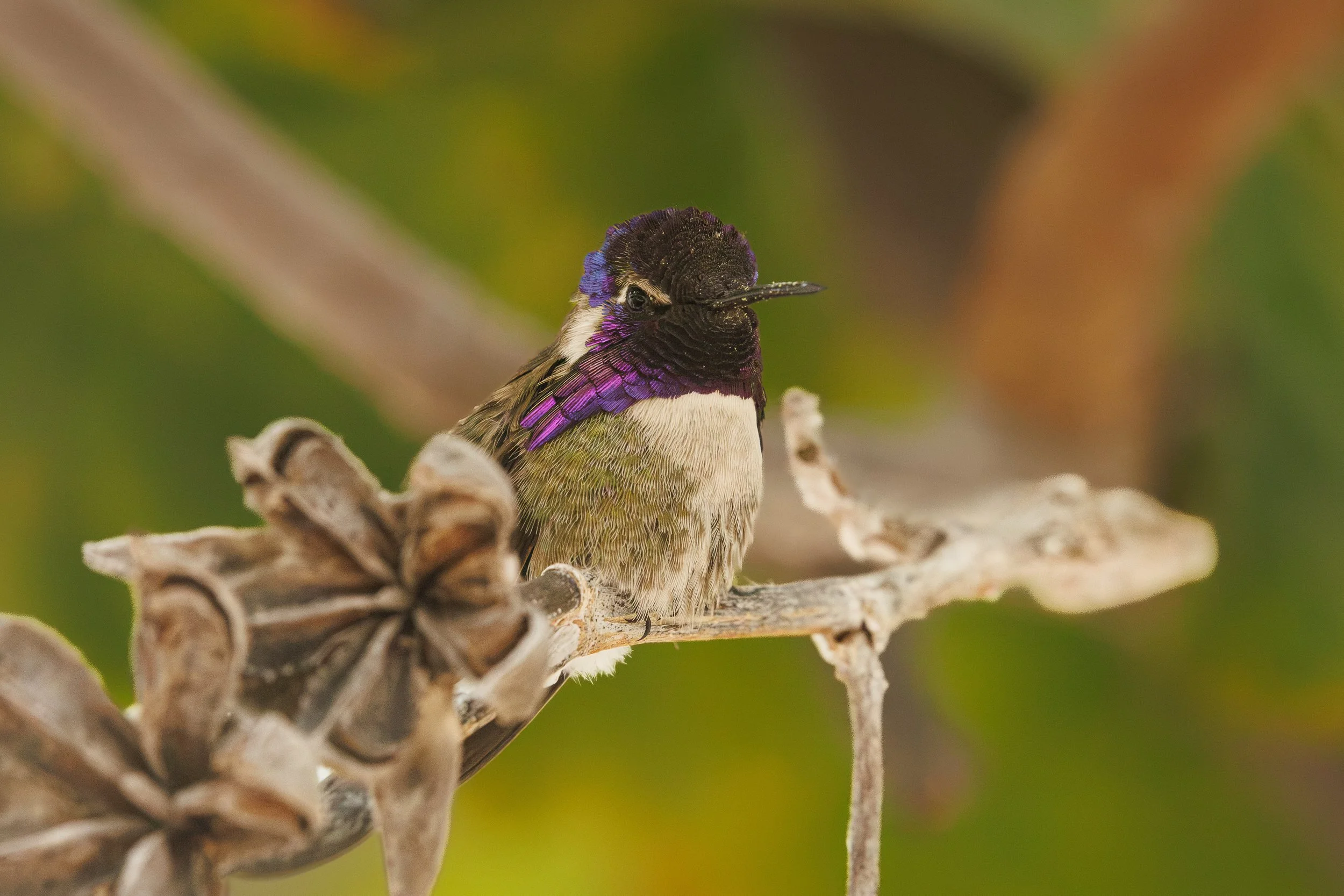 A colorful Costa's hummingbird perches on a branch with a blurred green and brown background.