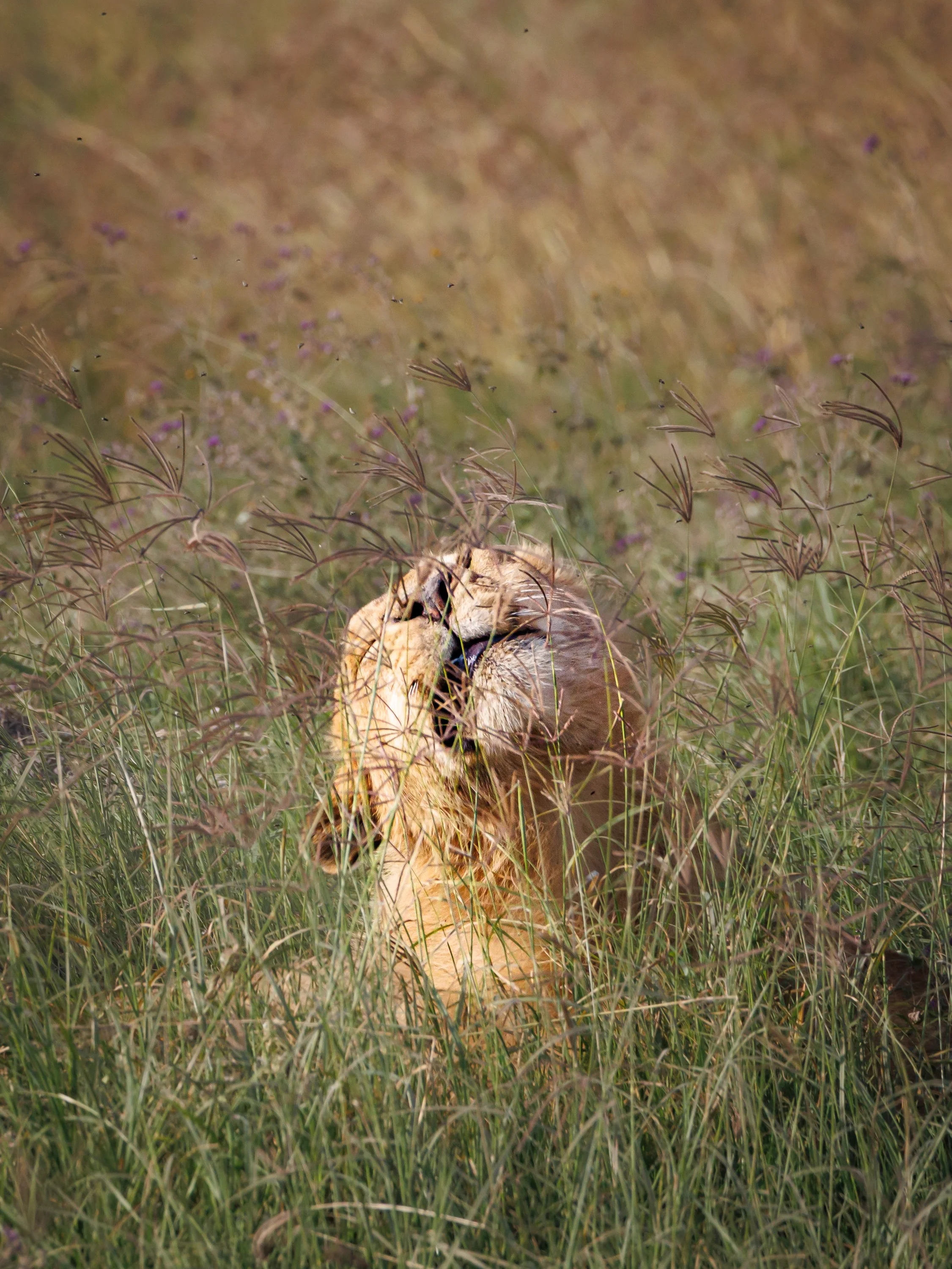 African Wildlife-6.jpg