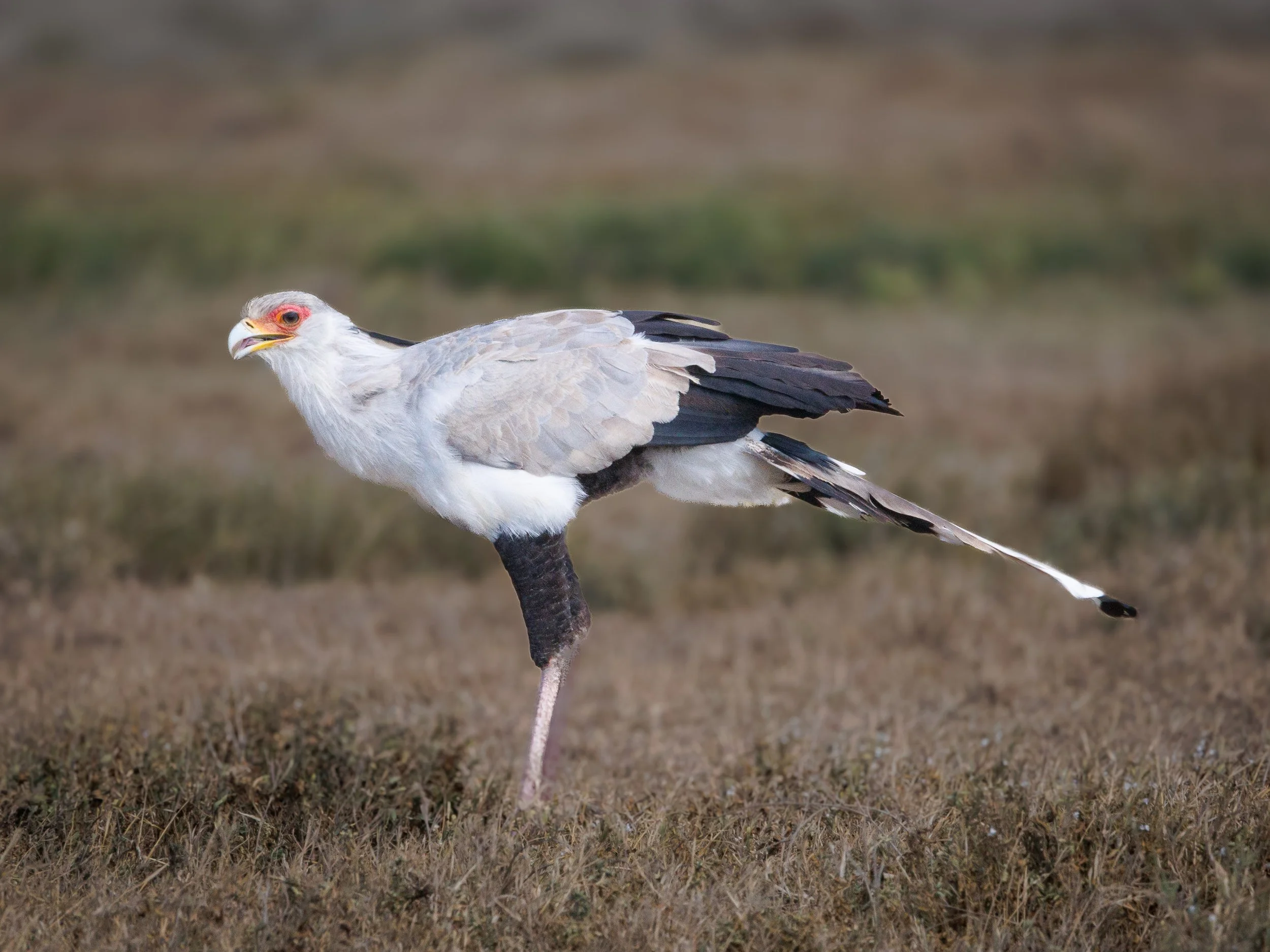 African Wildlife-7.jpg