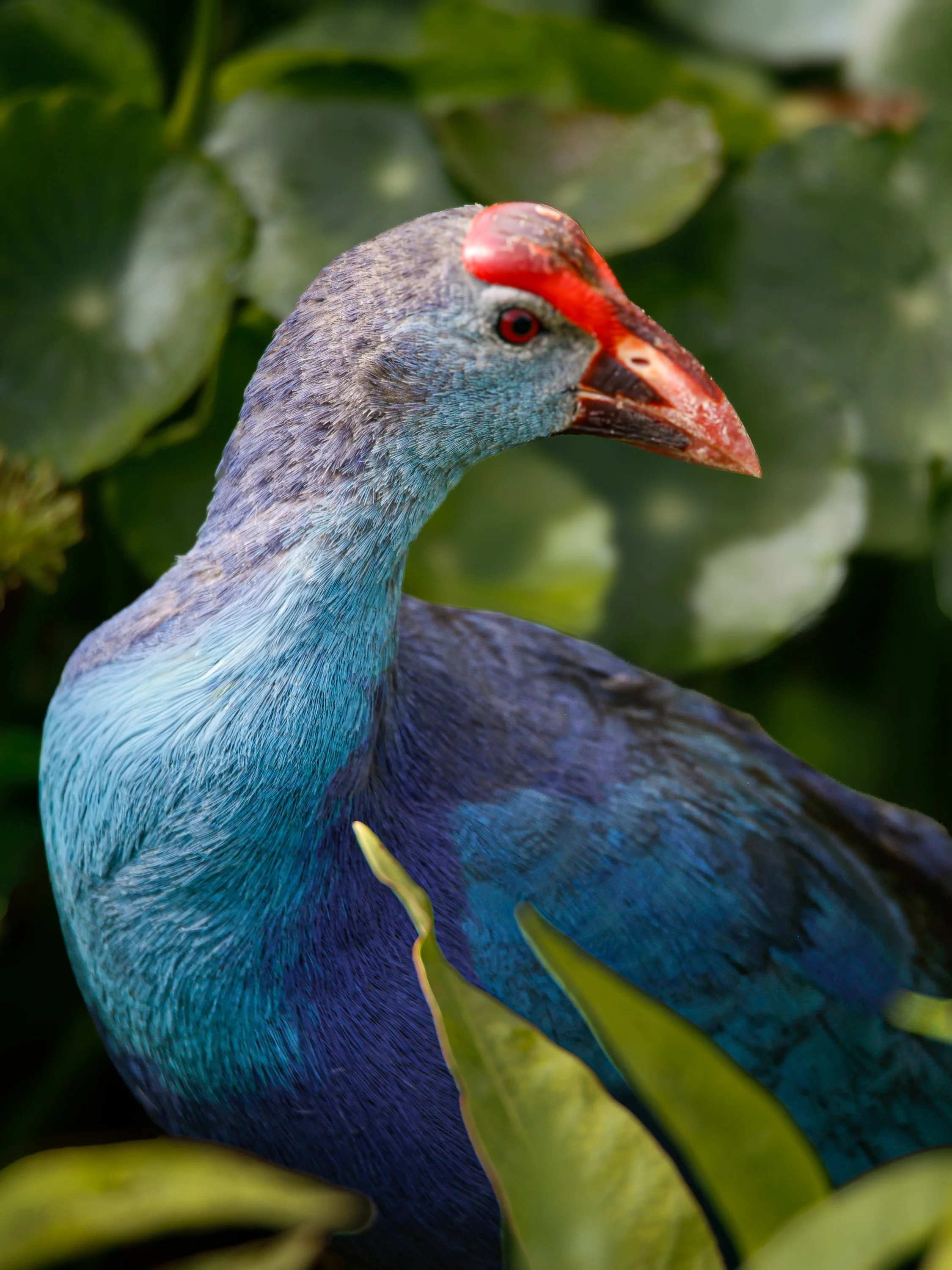 birds12-2.jpg