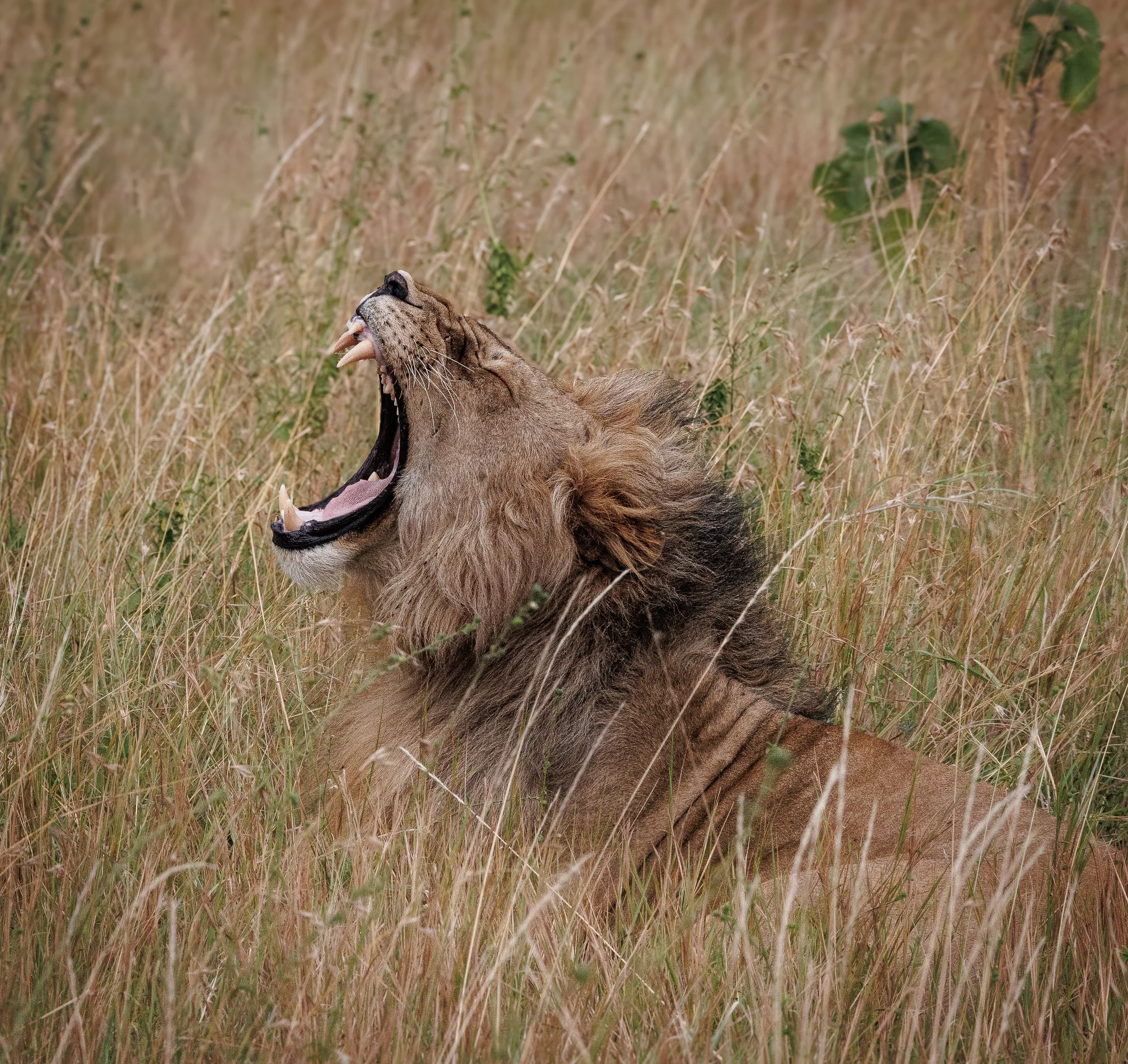 African Wildlife 2-7.jpg