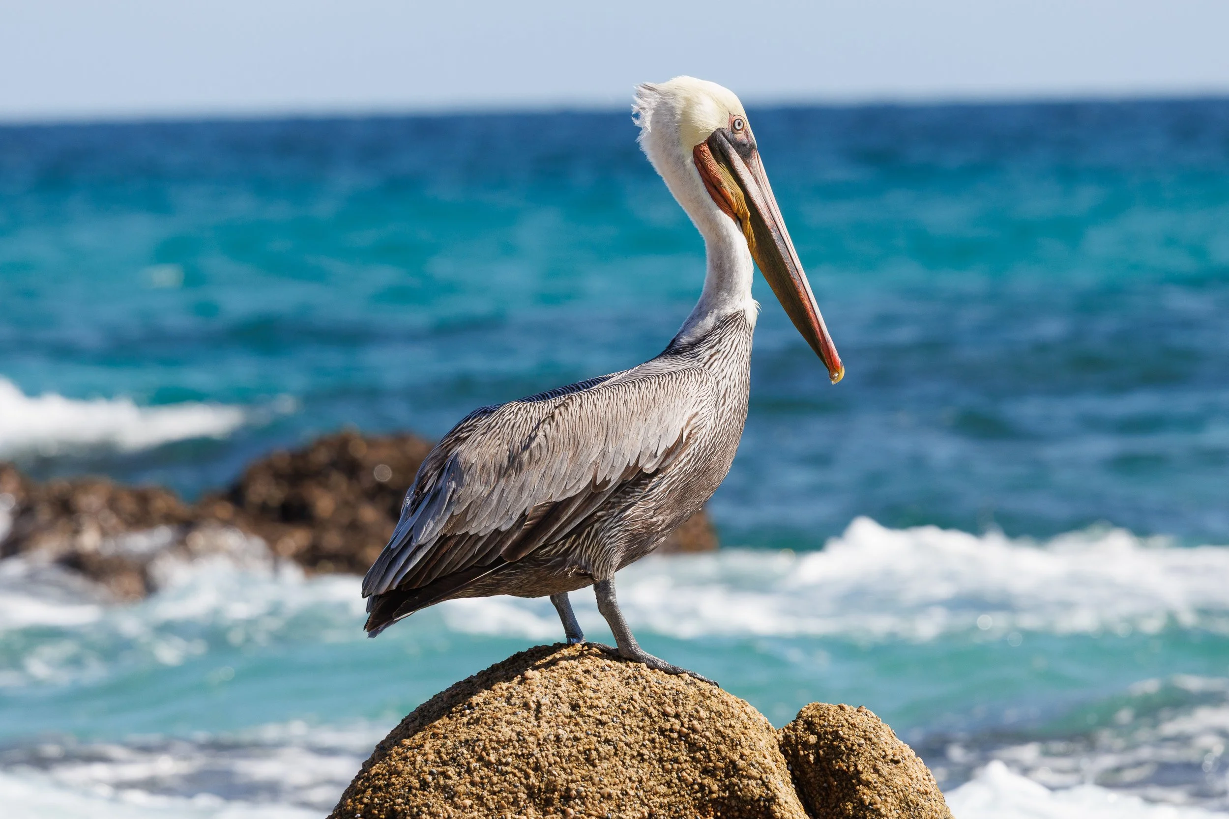 A pelican standing on a rock near the ocean with waves in the background in Cabo San Lucas, Mexico.