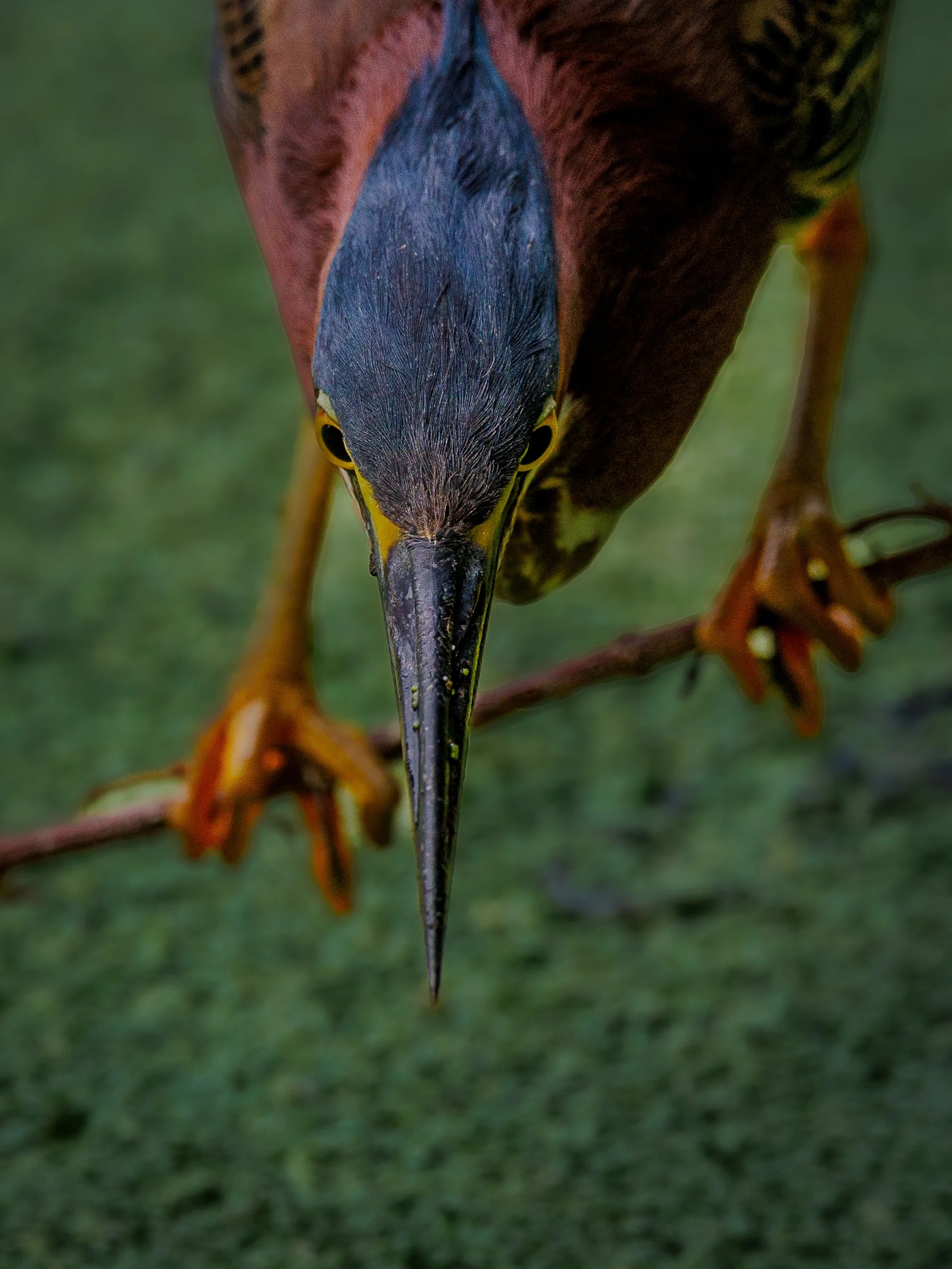 birds12.jpg