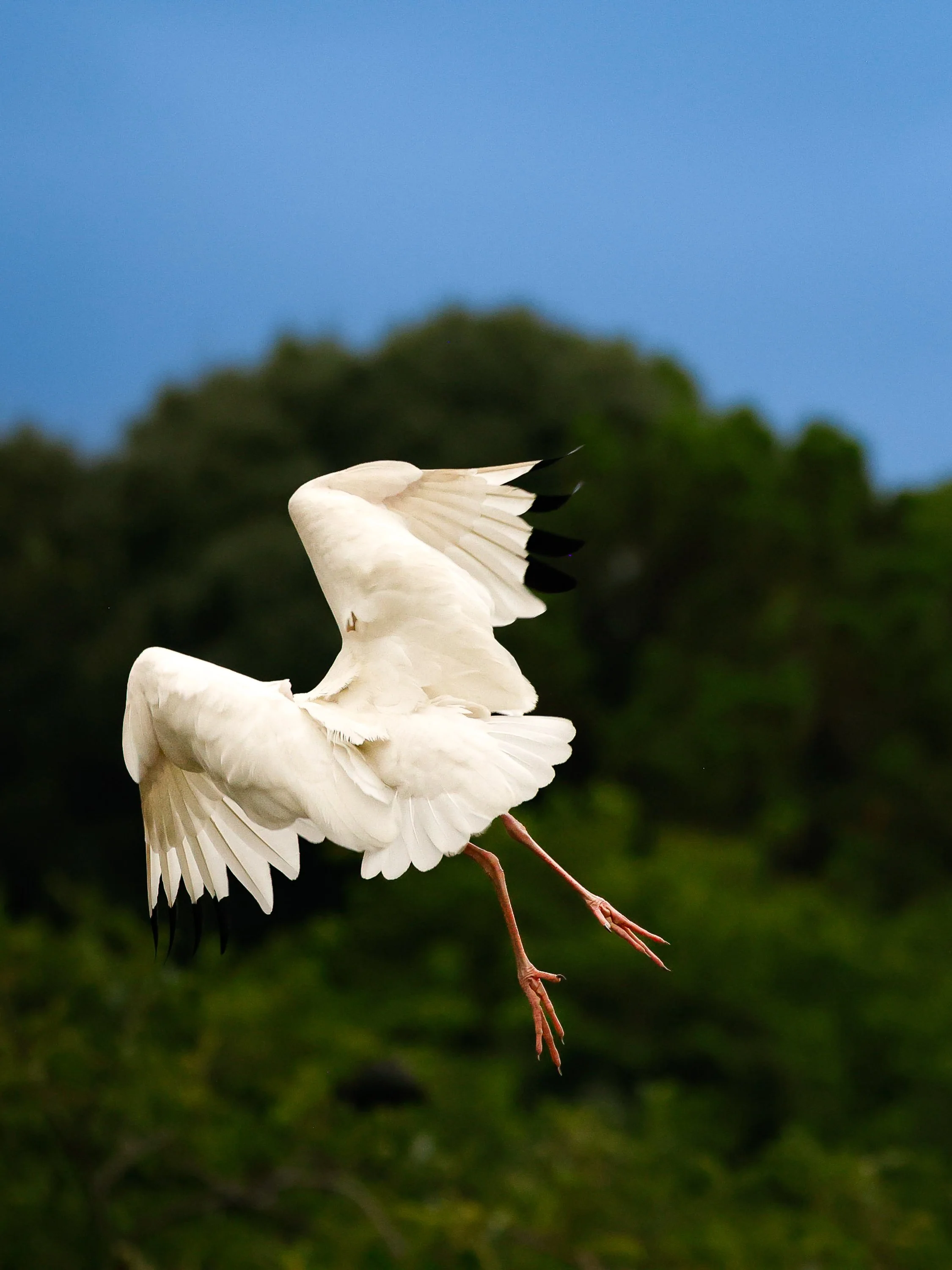 birds1-19.jpg