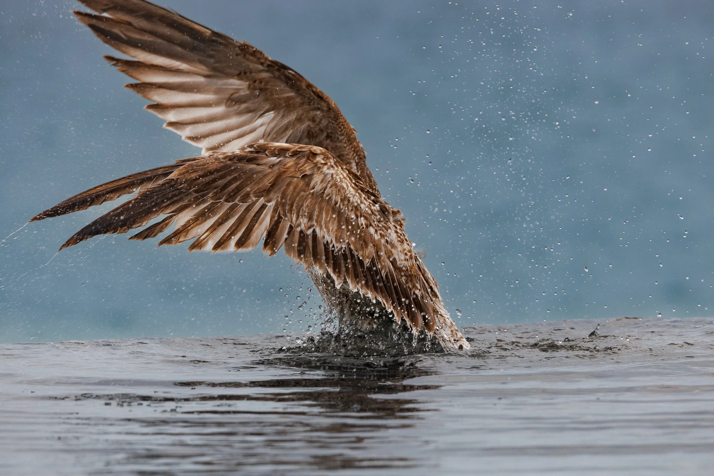 A bird,  a seagull , taking off from the water with wings spread wide and water droplets flying in the air. The water surface is visible  and surrounding the bird. Cabo San Lucas, Mexico.