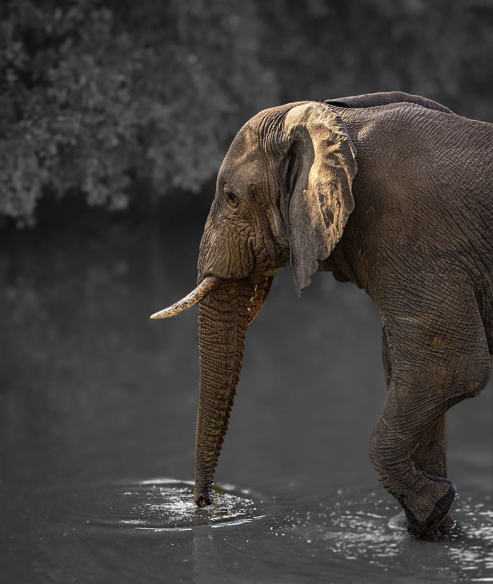 Elephant  walking through water on a black and white background, the trunk touching the water creating ripples in serene scene. Serengeti, Tanzania