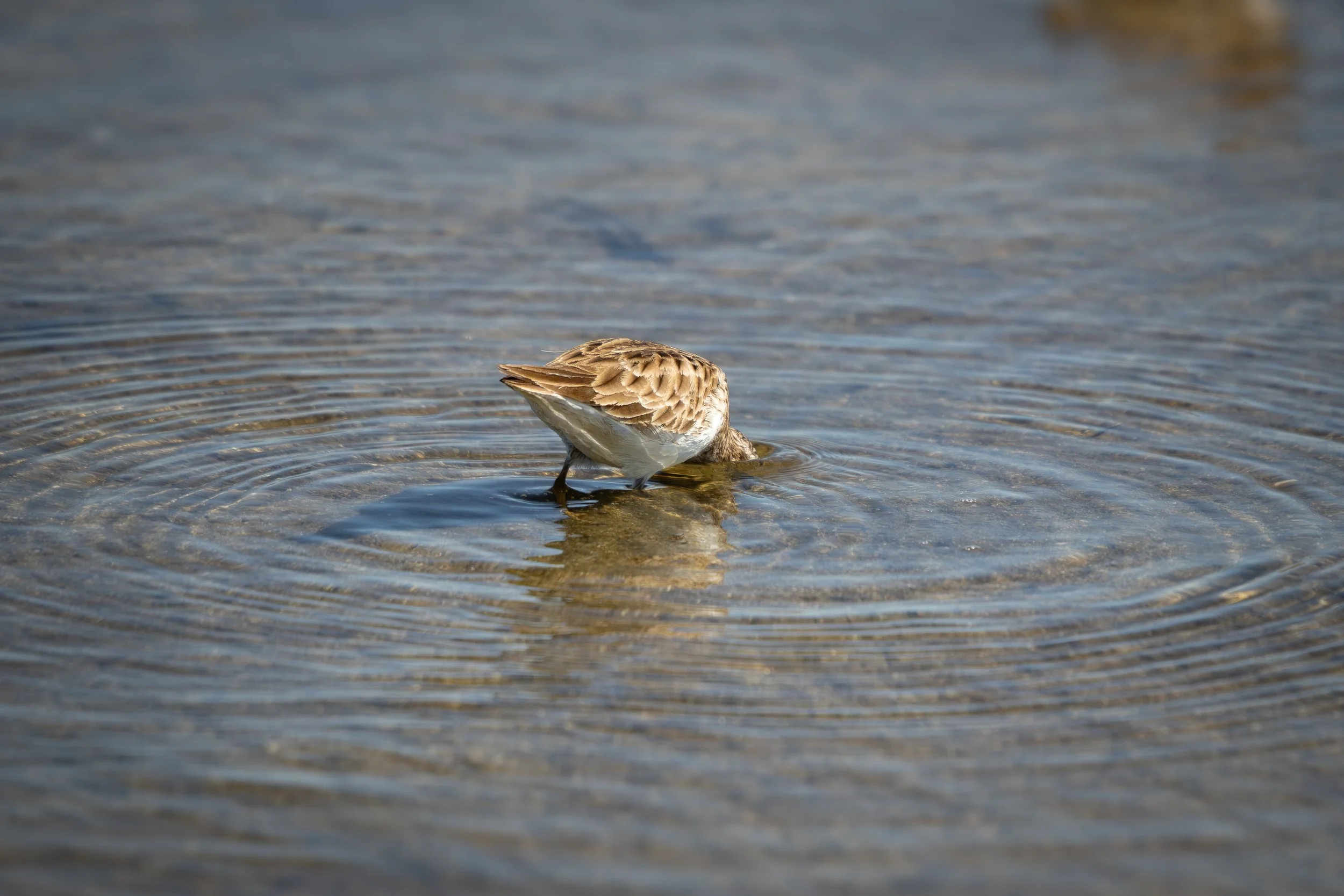 A bird standing in shallow water with its head submerged, showing brown and white feathers and the ripple effect in the water.