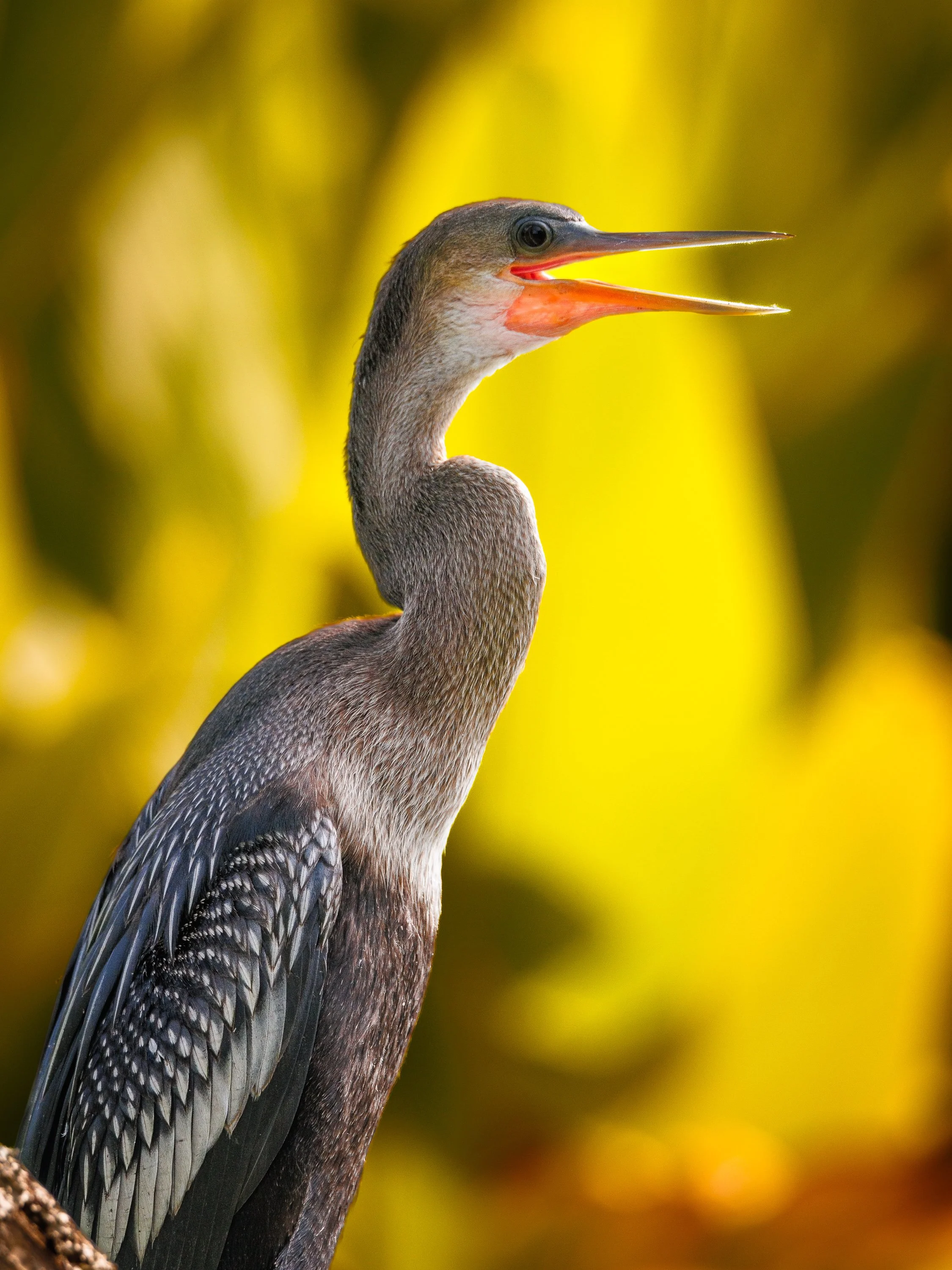 birds1-9.jpg