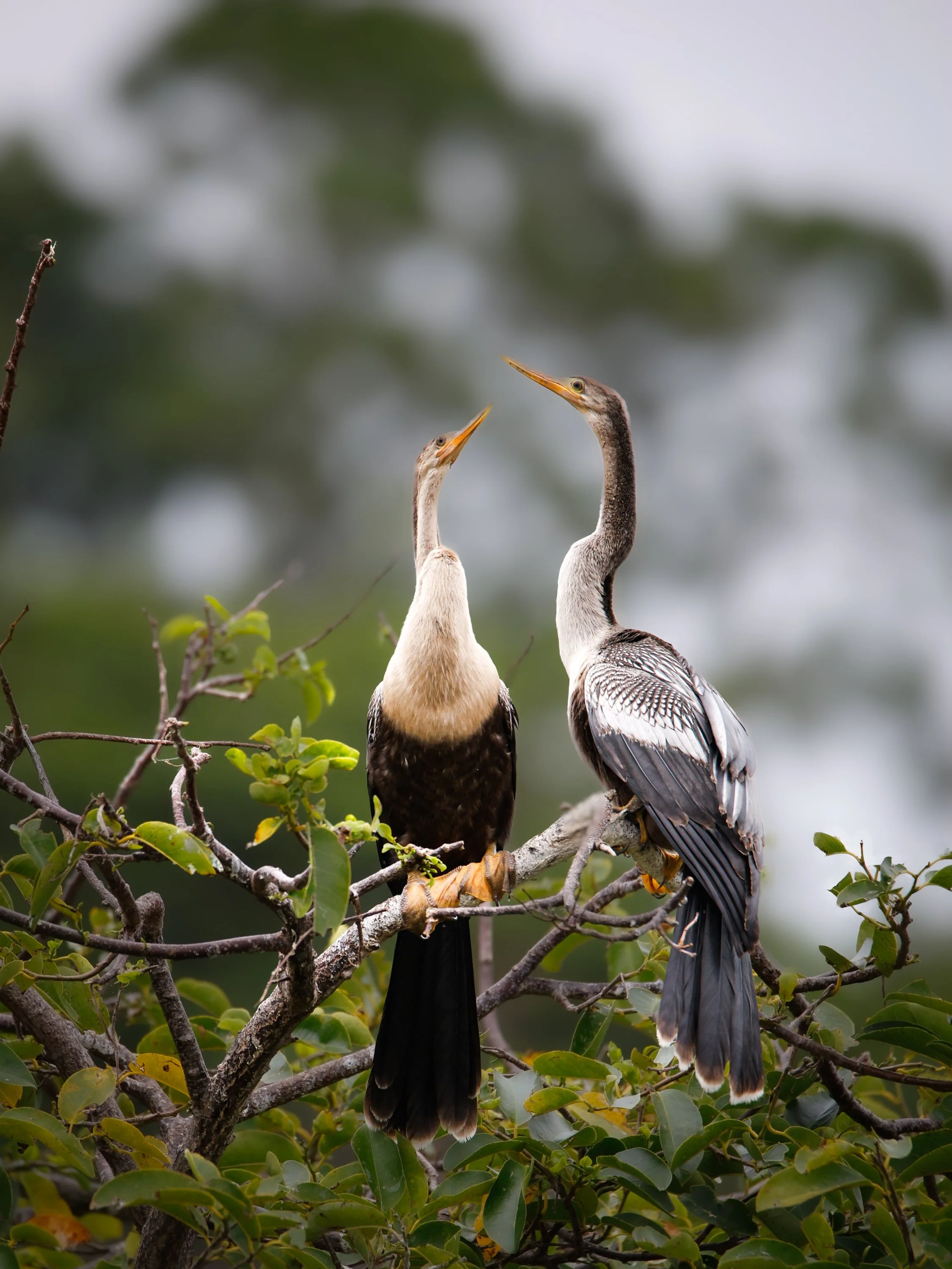 birds1-16.jpg
