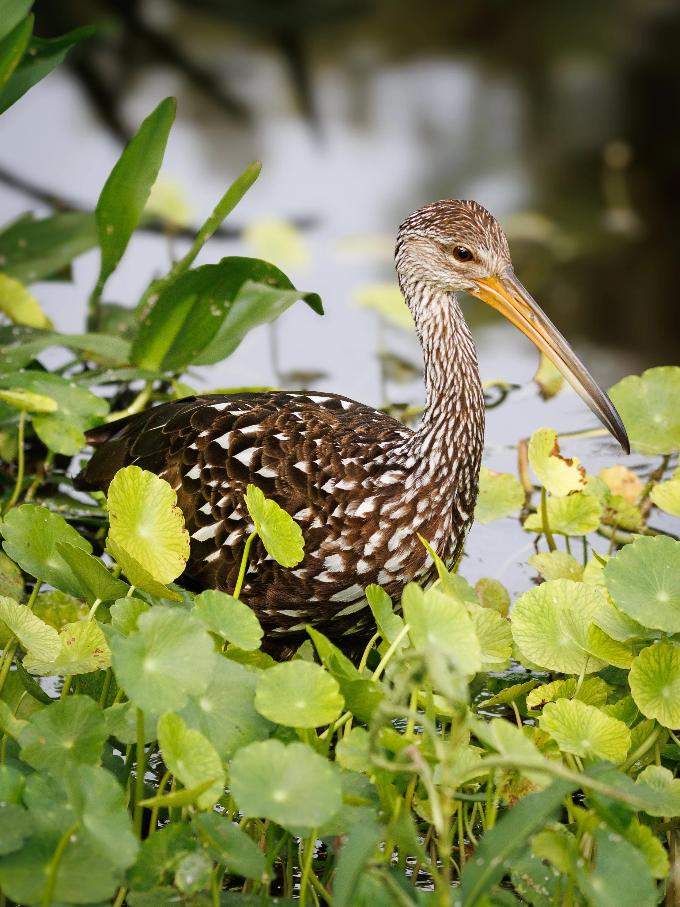 birds1-12.jpg