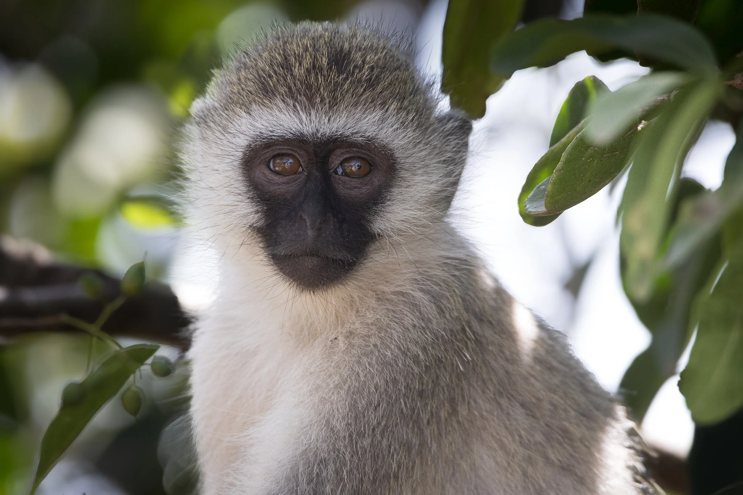 African Wildlife 2-2.jpg