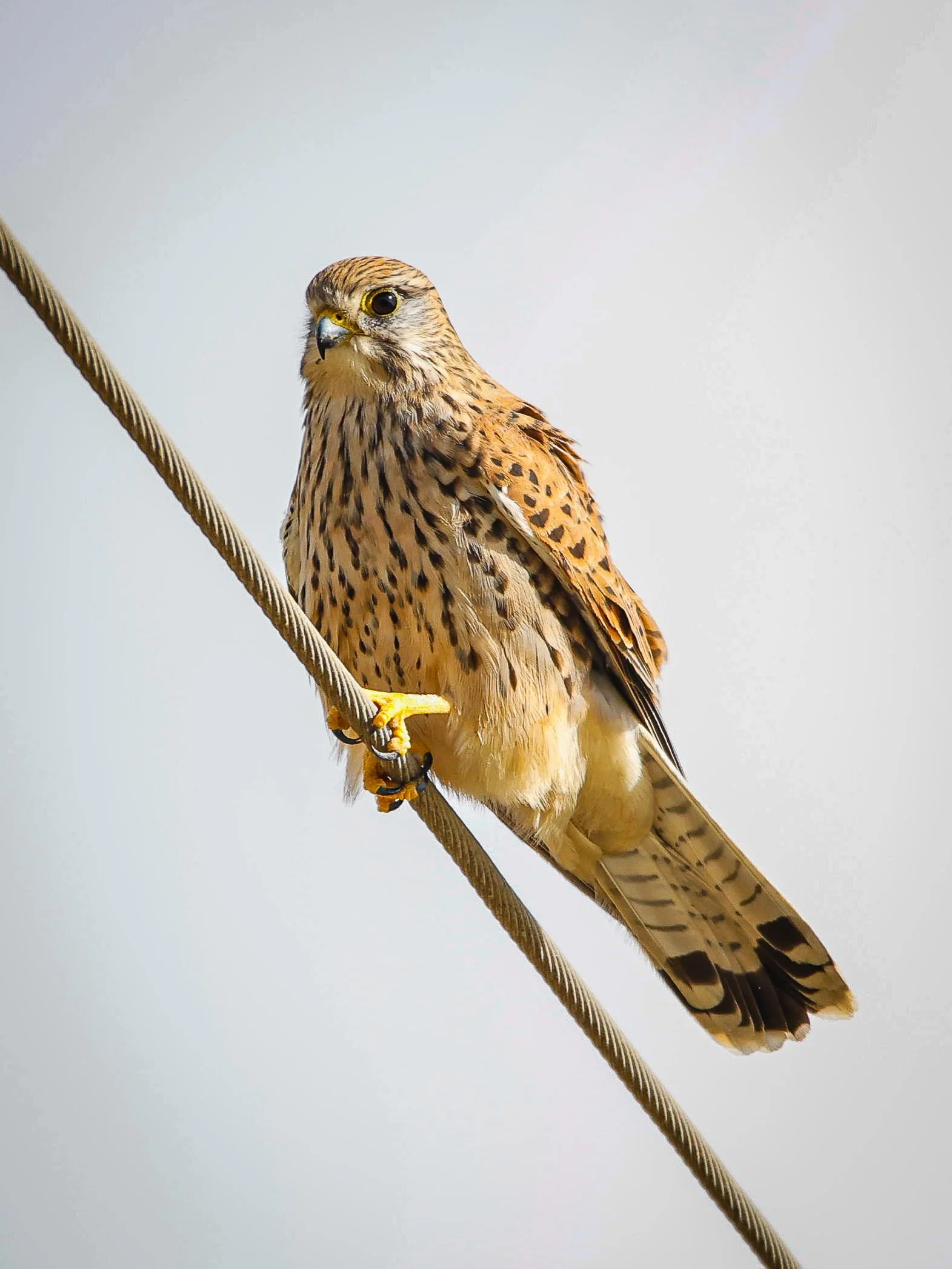 birds1-27.jpg
