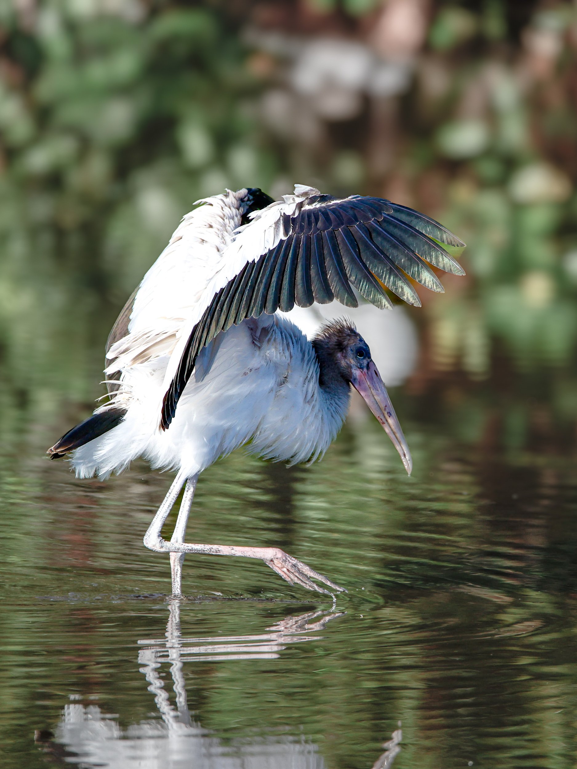 birds1.jpg
