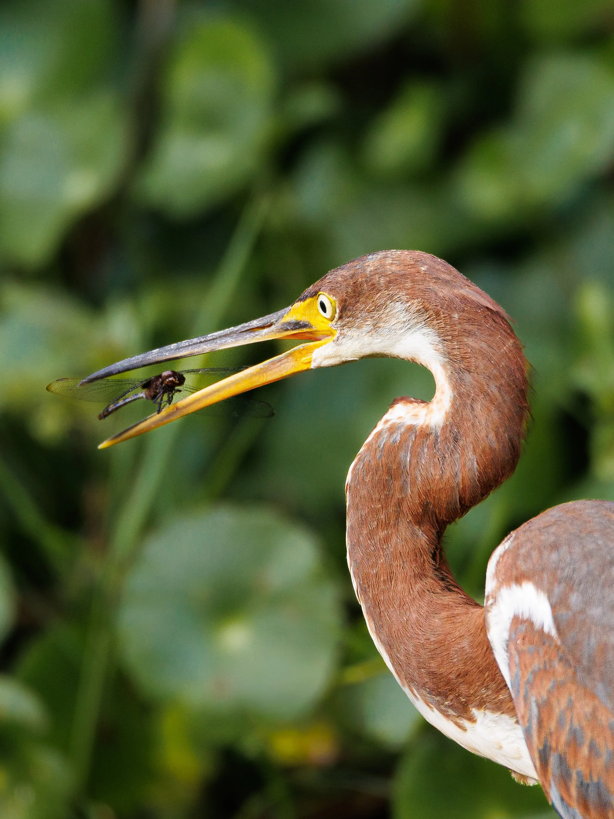 birds1-14.jpg