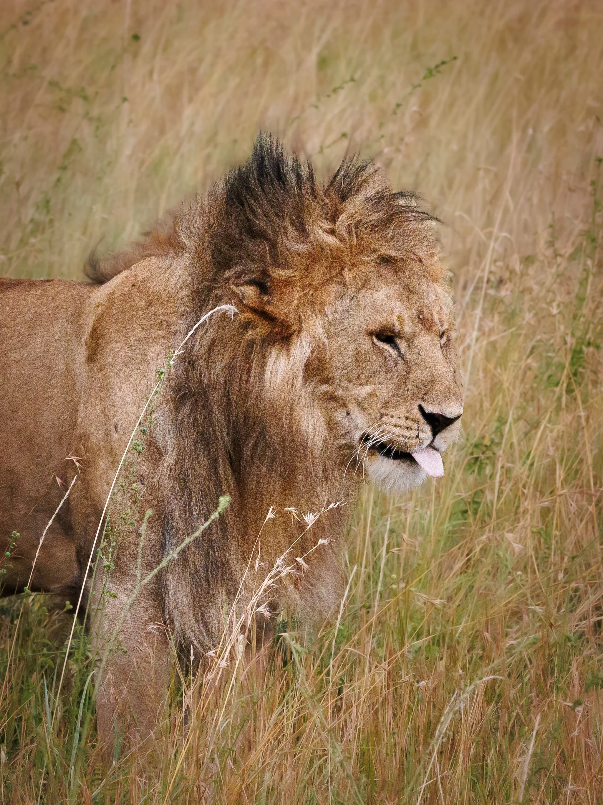 African Wildlife.jpg