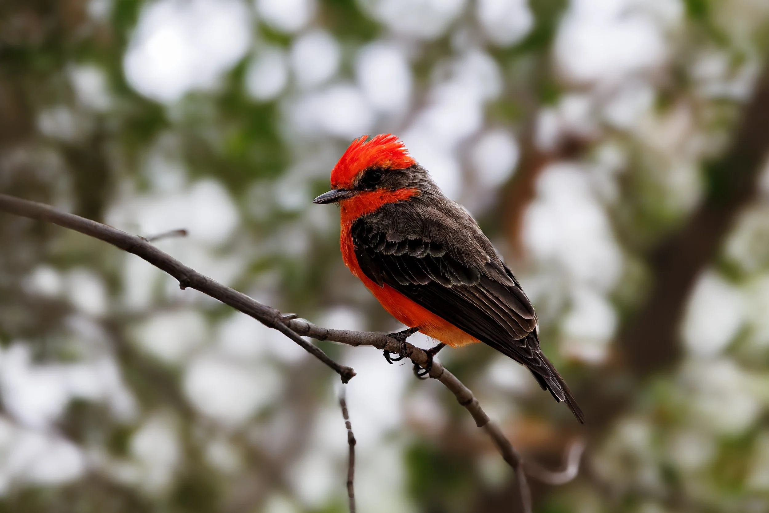 A small bird, a male Red Vermilion,  with vibrant red and black feathers perched on a thin, bare branch against a blurred background of green and white foliage in Arizona.