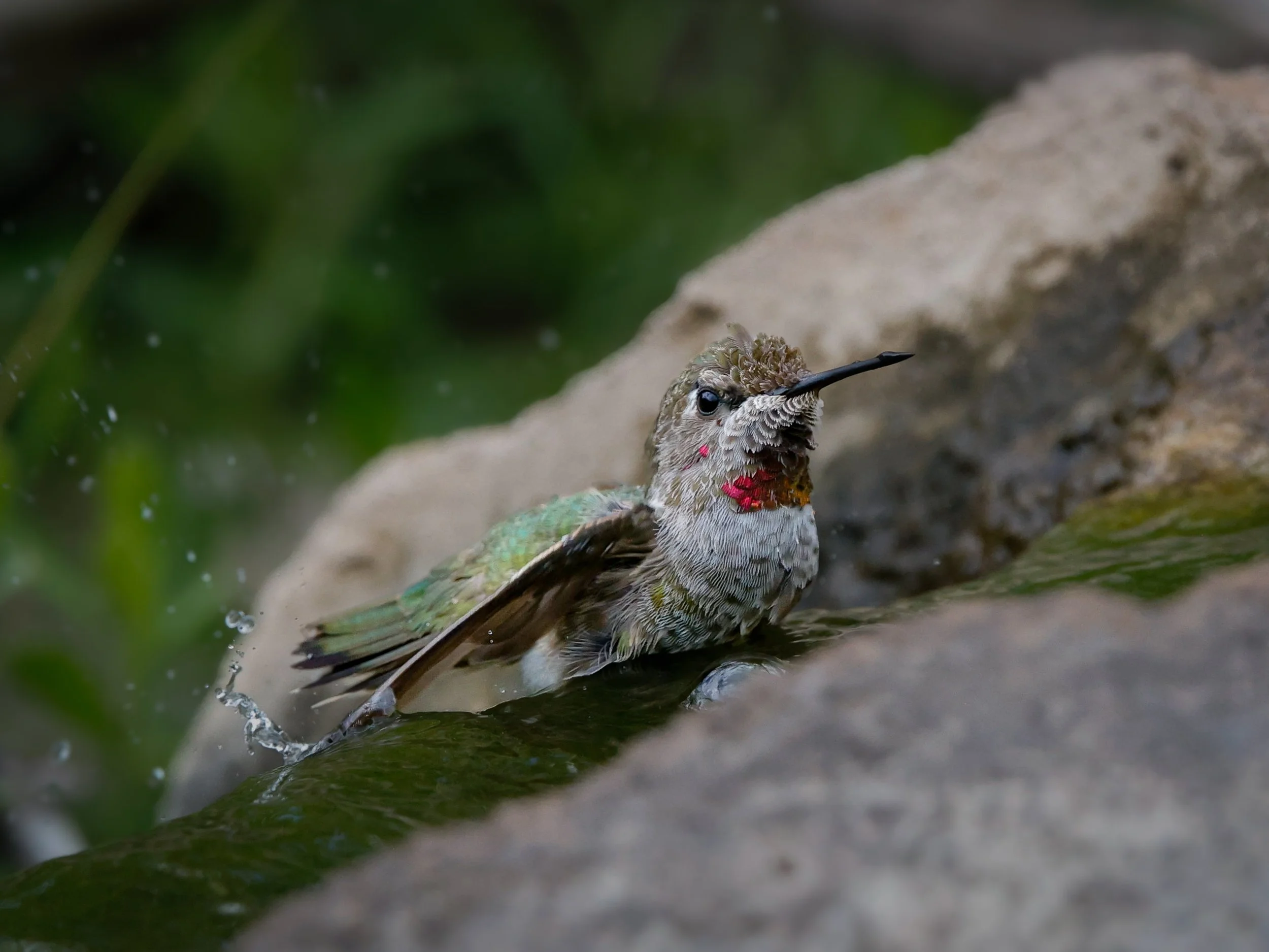A hummingbird is taking a bath in  a small stream or pond, with green foliage and rocks in the background splashing drops are visible. Arizona.
