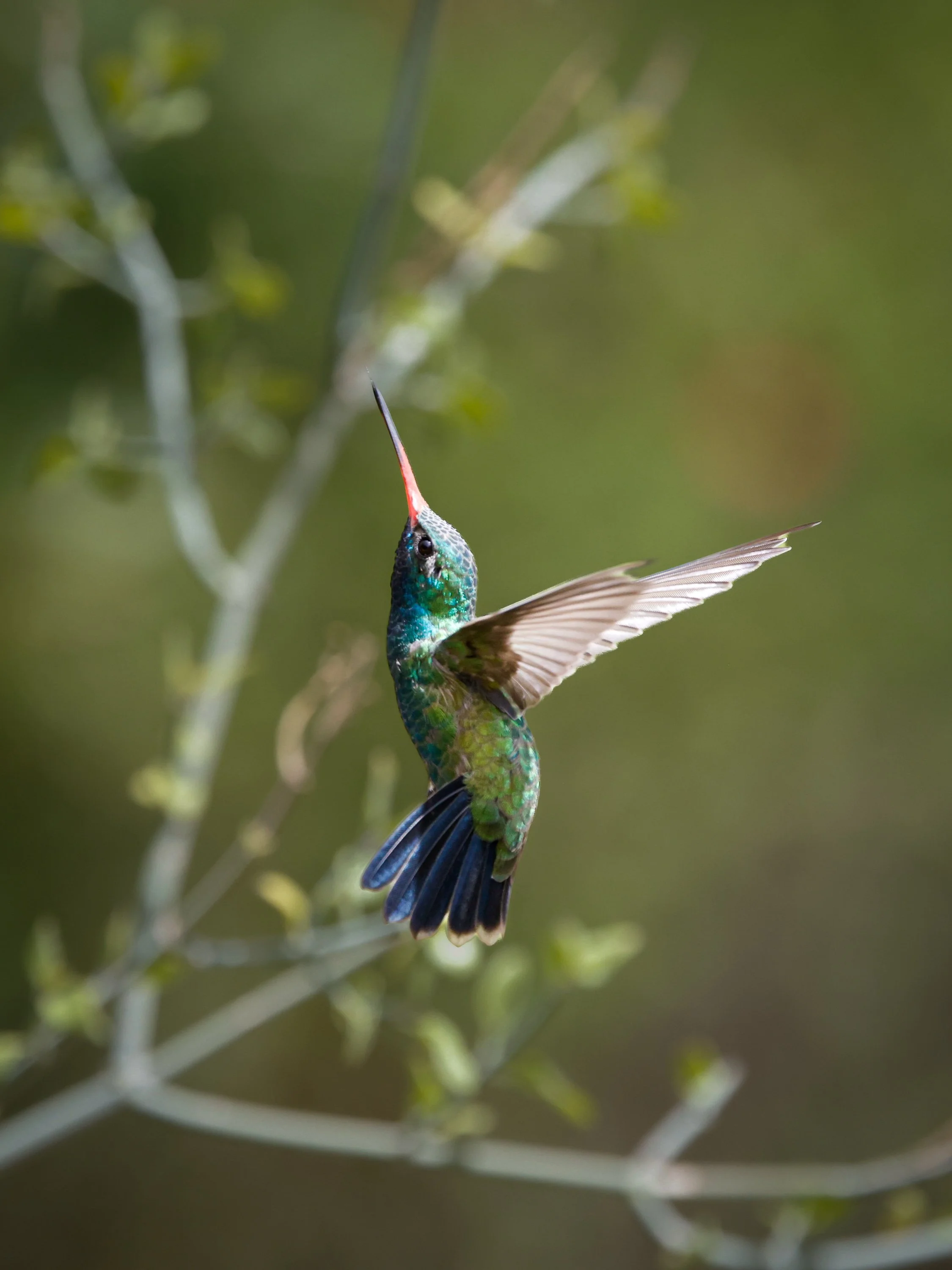 A colorful  Broad Billed hummingbird with iridescent blue-green feathers hovering near green foliage. Arizona.