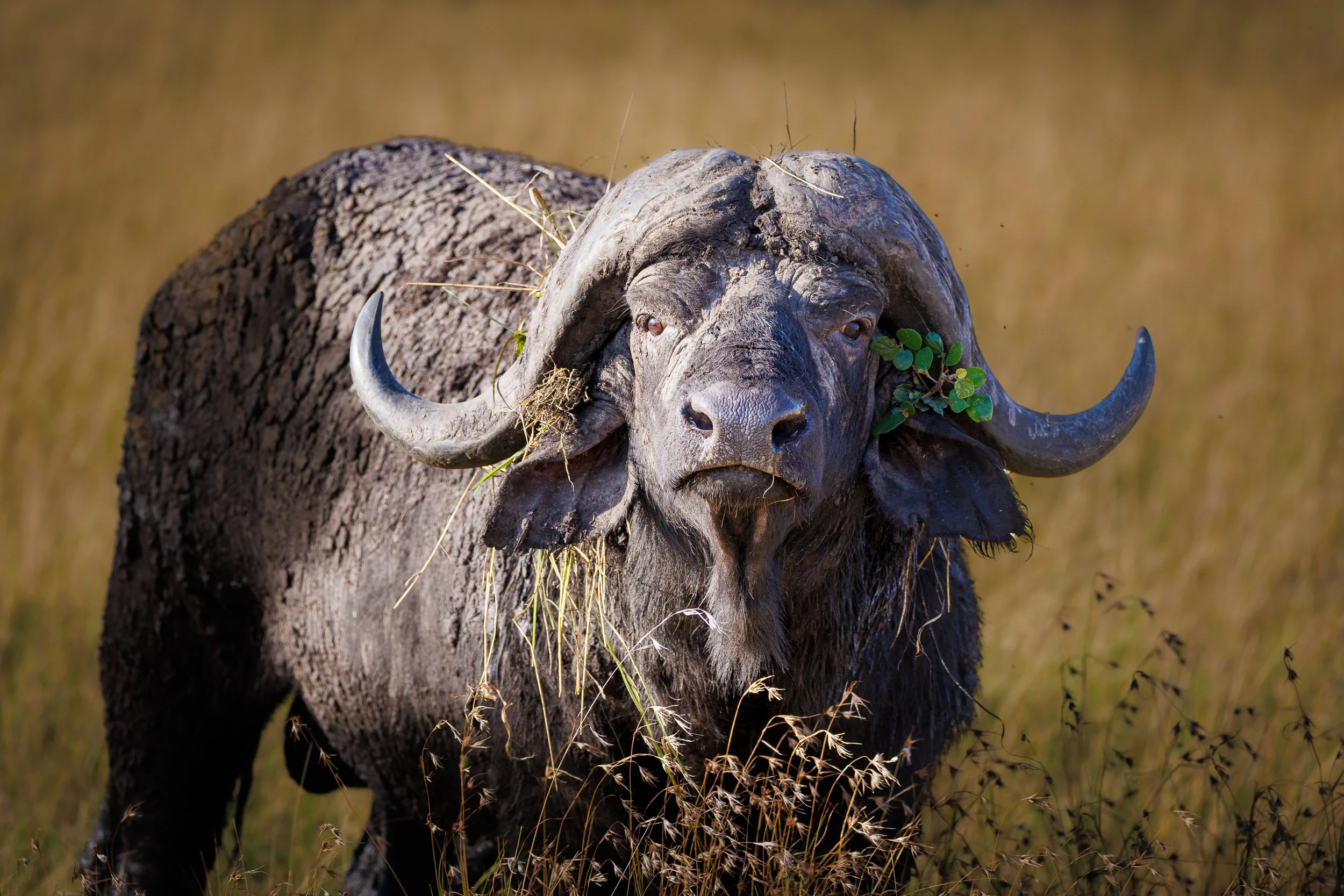 African Wildlife 2-6.jpg