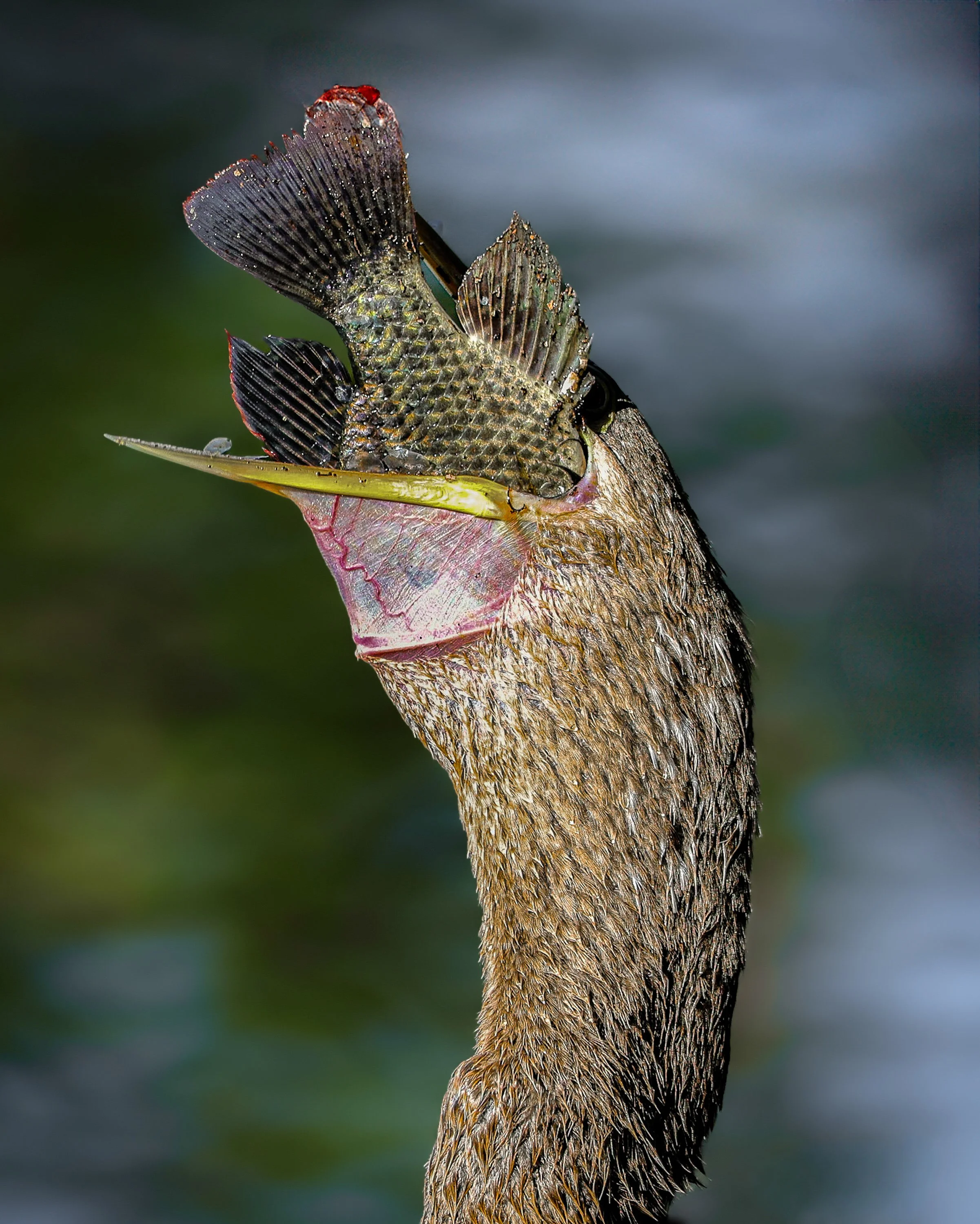 Close-up of a Anhinga's  head with  swallowing a large fish with detailed textured scales and fins, against a blurry  water background in Florida.