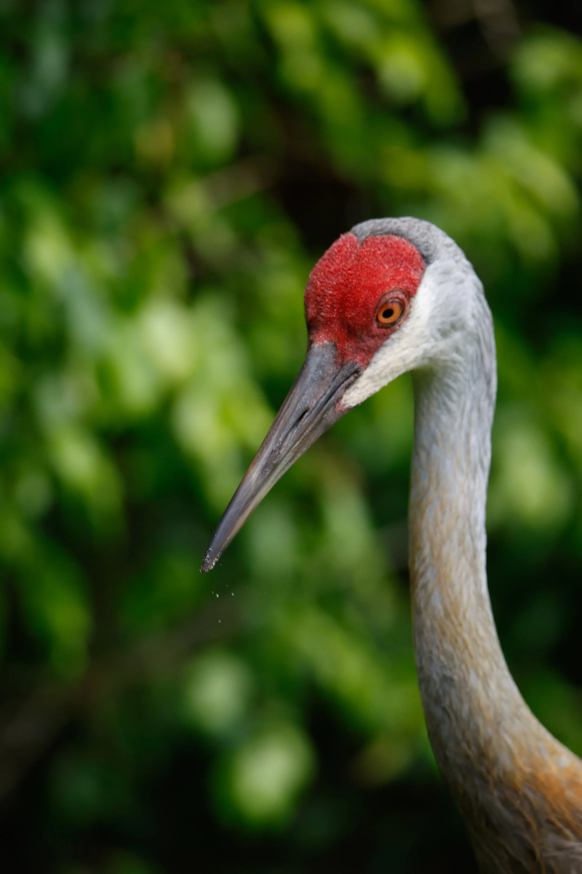 birds12-3.jpg