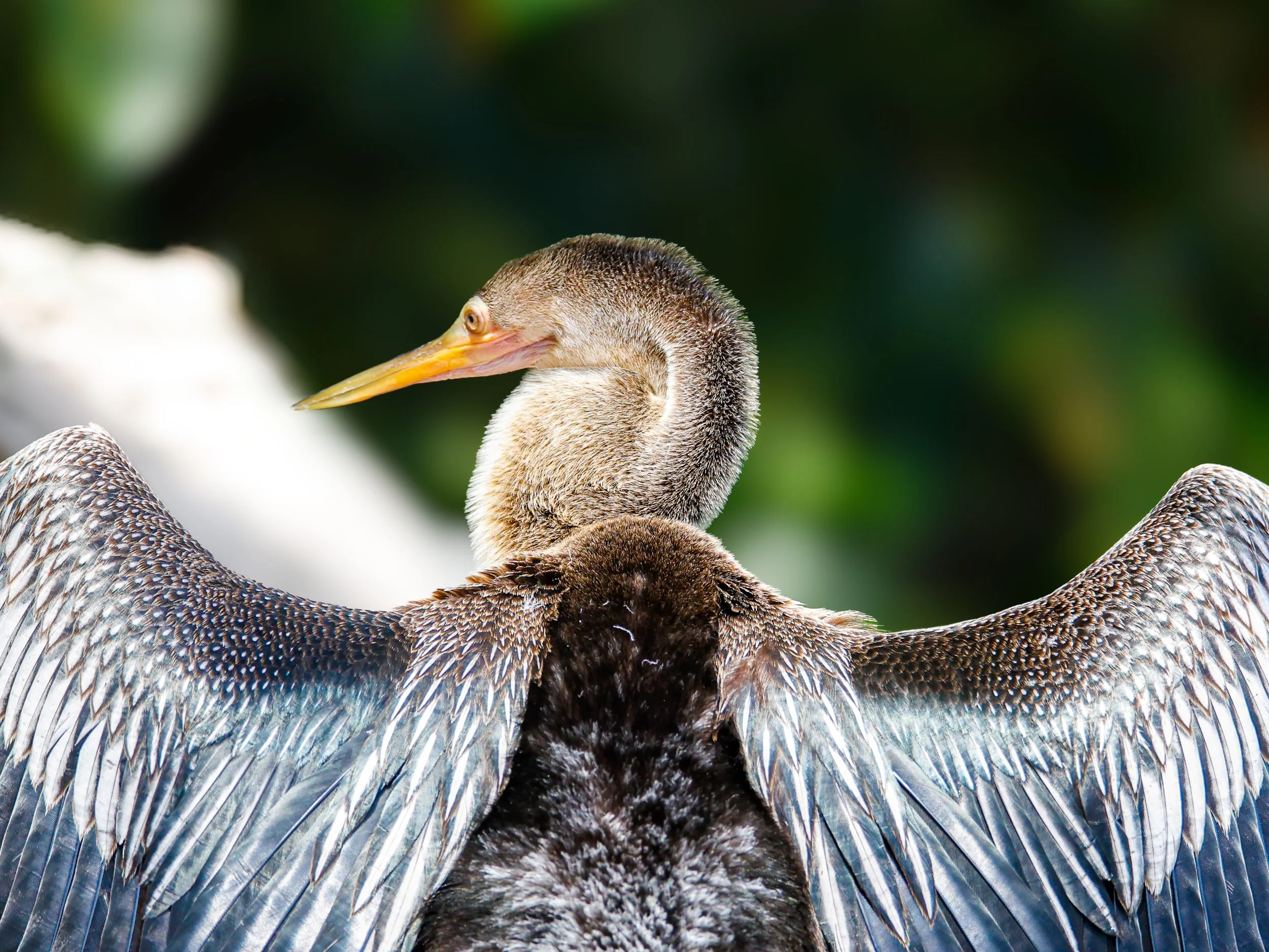 birds1-4.jpg