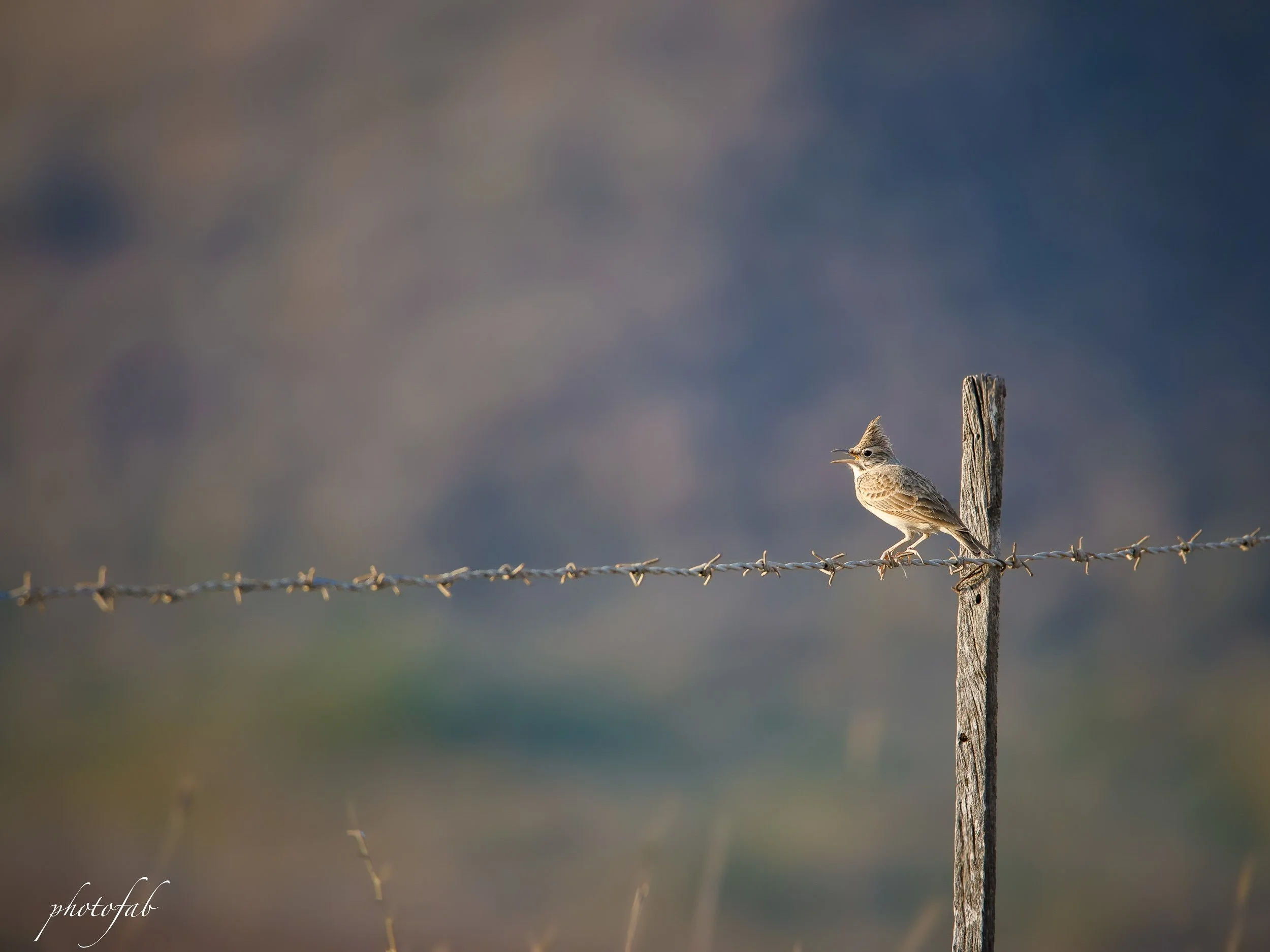birds1-25.jpg