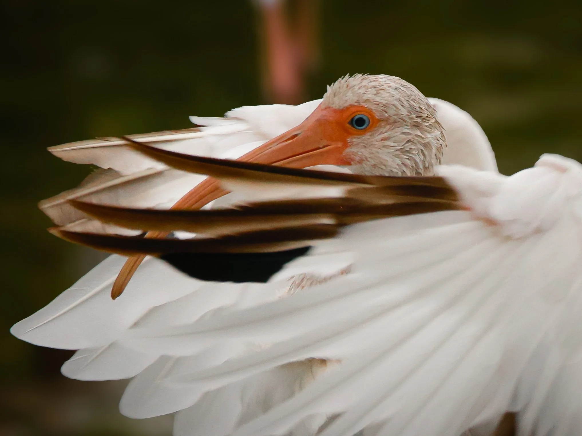 birds1-18.jpg