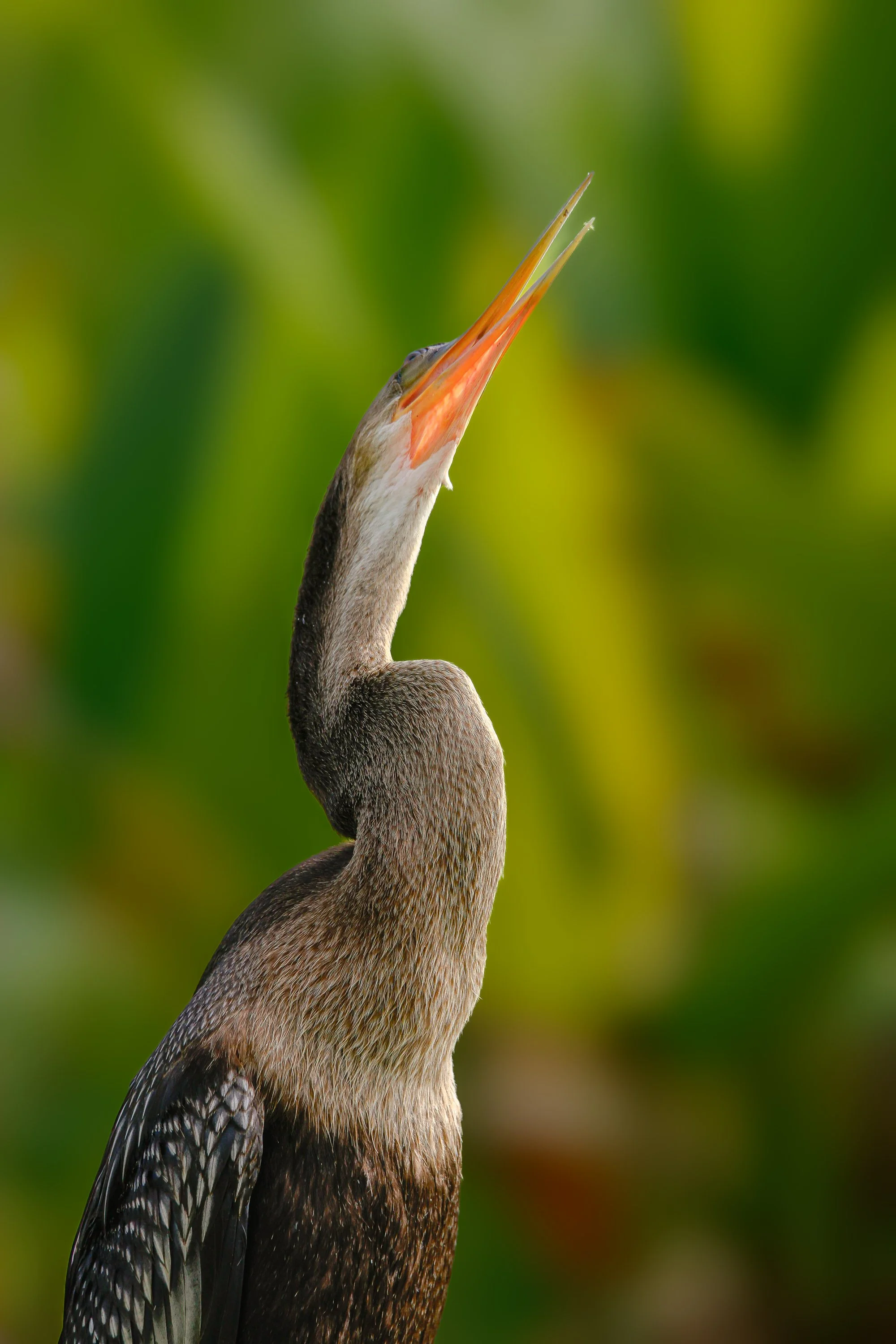 birds1-10.jpg