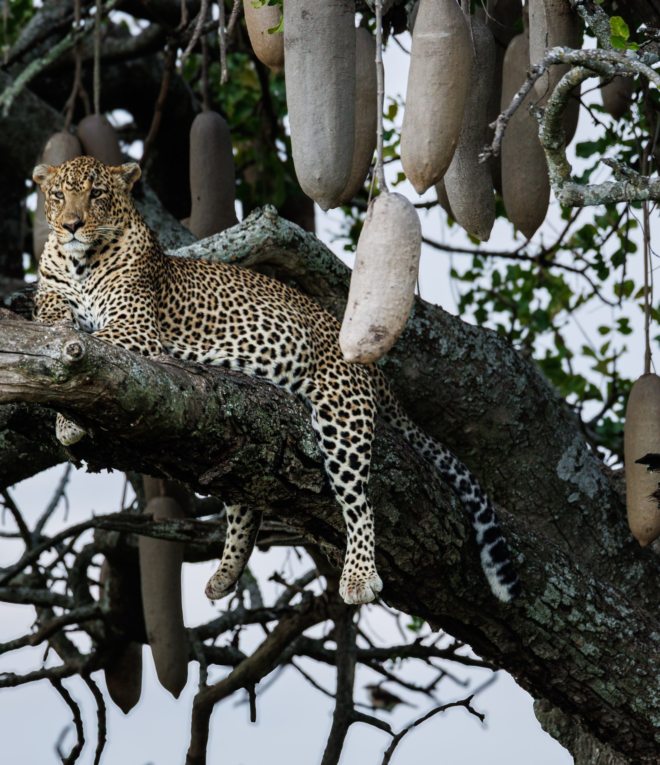 African Wildlife-13.jpg