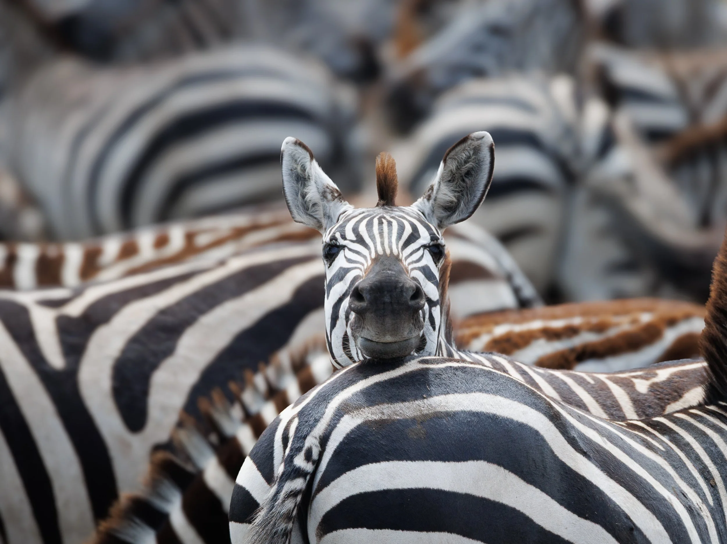 African Wildlife-12.jpg