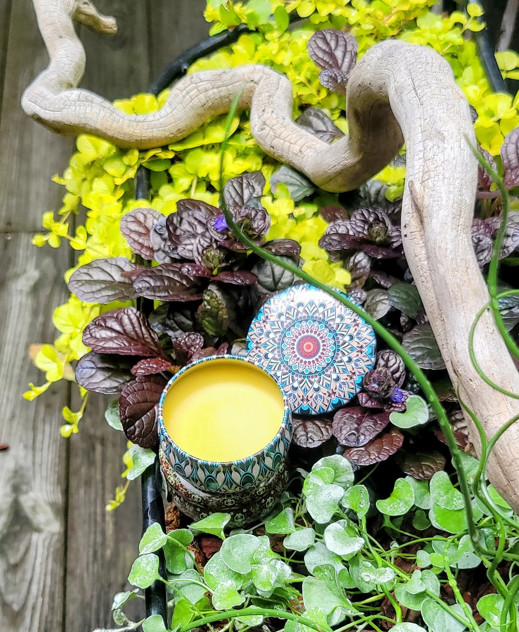Open tin of Mind Your Own Beeswax hand balm nestled among greenery, leaves, and natural wood outdoors.