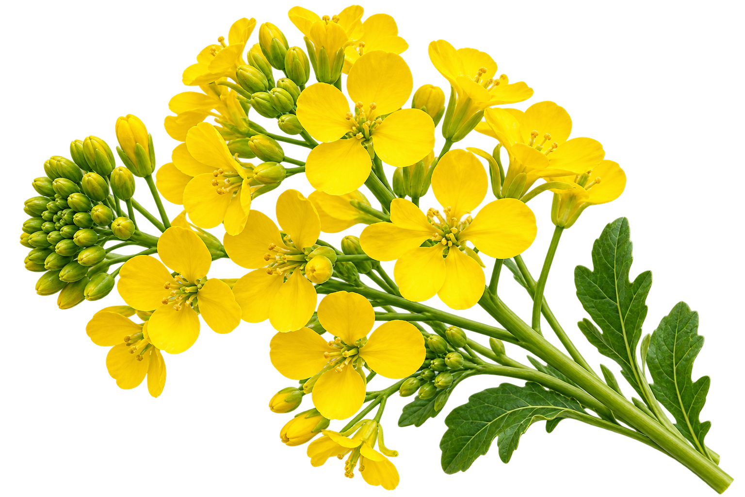 Yellow canola flowers, representing the canola oil used in Mind Your Own Beeswax hand balm.