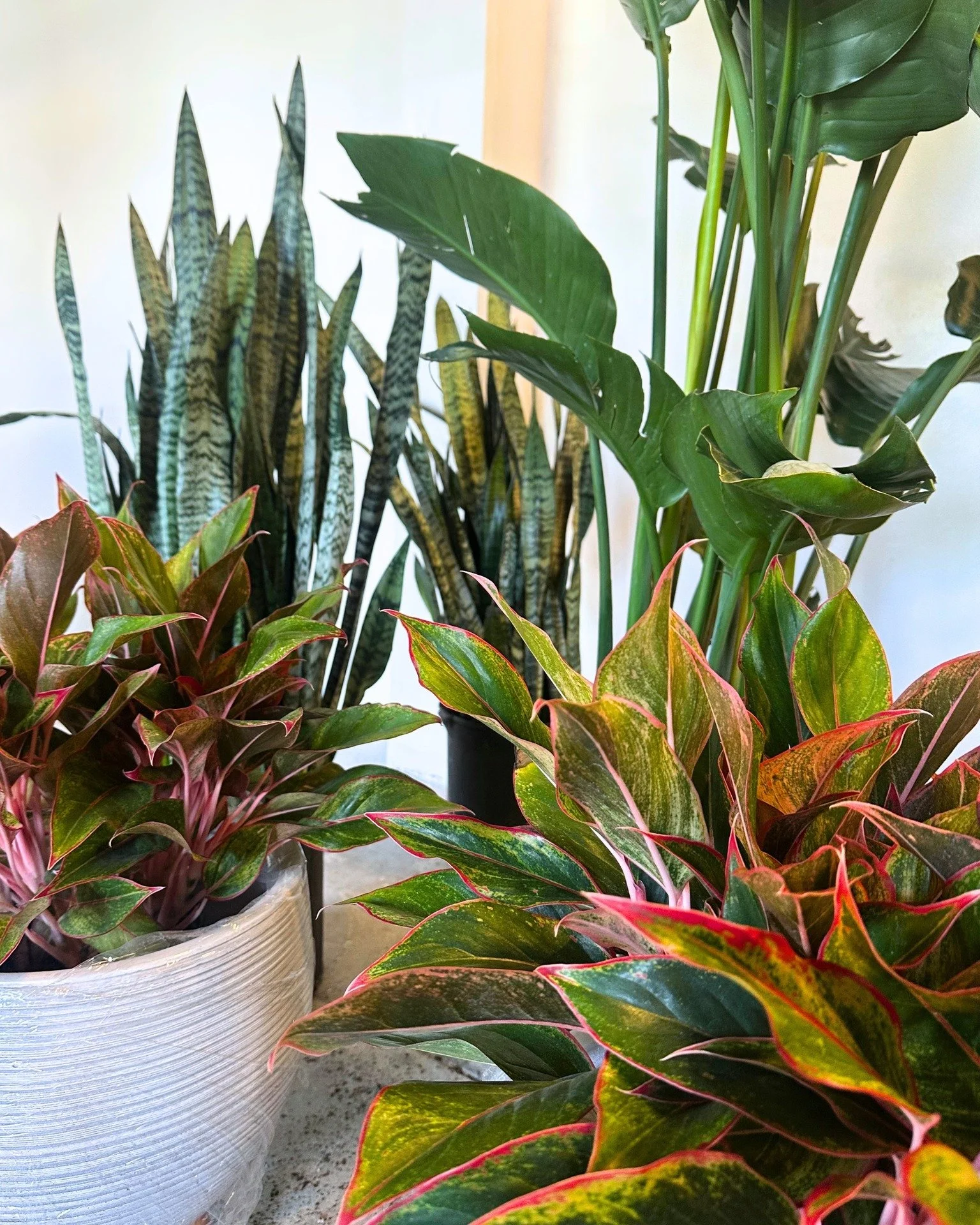Watch our little patch of green grow! 🌿☕ The garden caf&eacute; you&rsquo;ve been waiting for is almost here&mdash; furniture is being built, the sign finalized, the menu updated, plants ready to show off. Stay tuned for our grand opening! 🌸