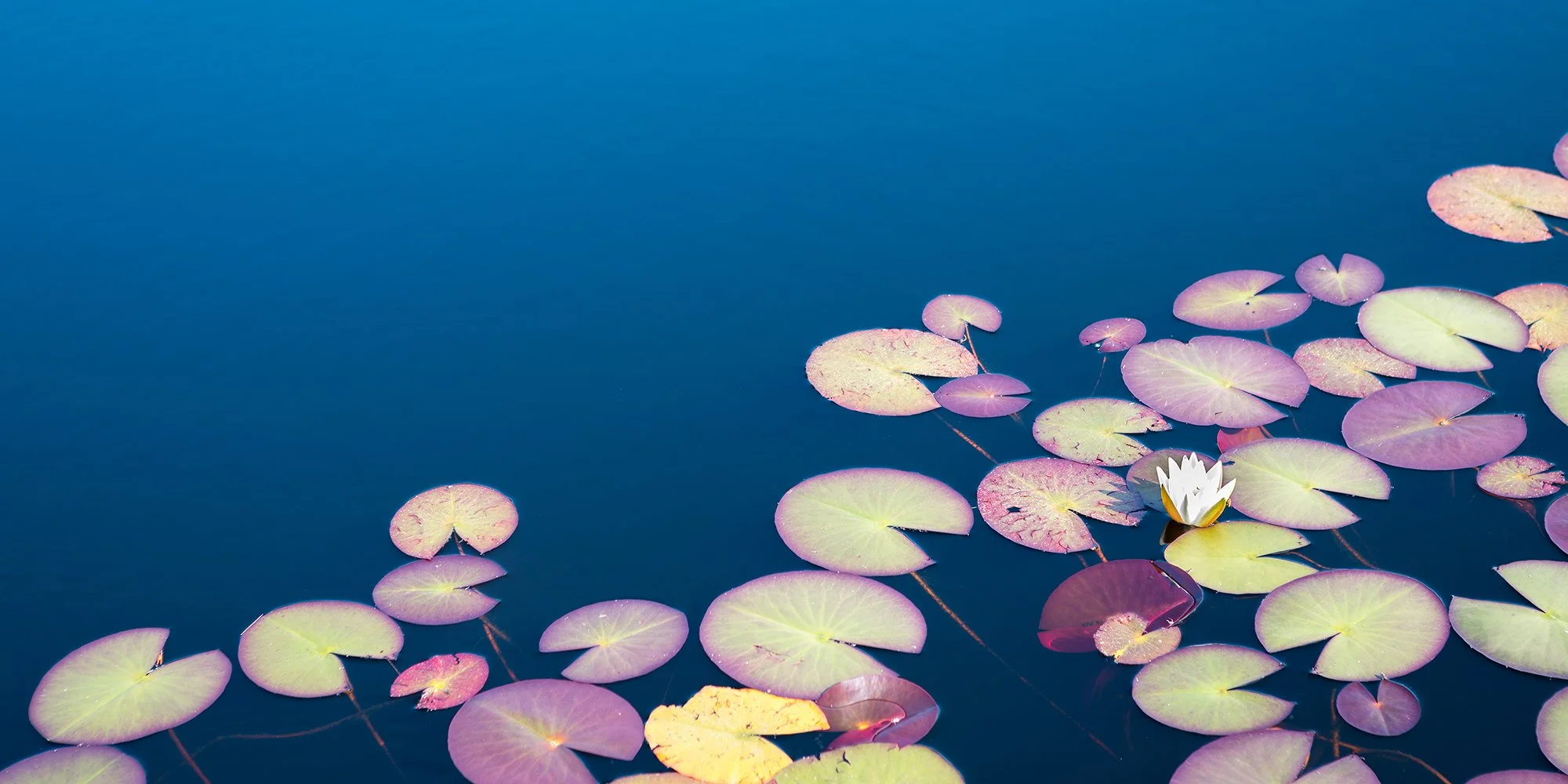 Honoring the Whole Self: Introducing Health Psychology at Hanover CBT