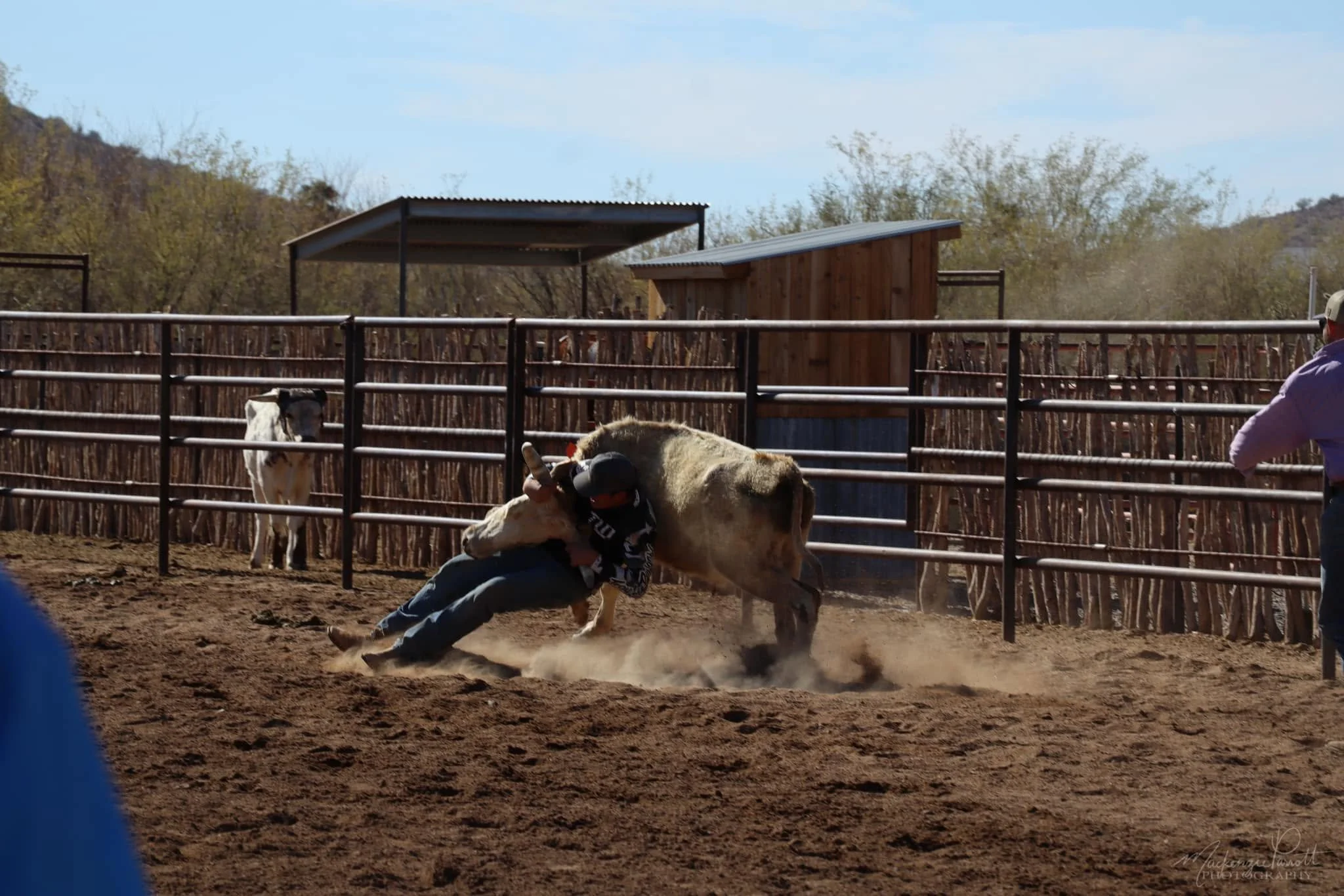 Teacing Bull Riding.jpg