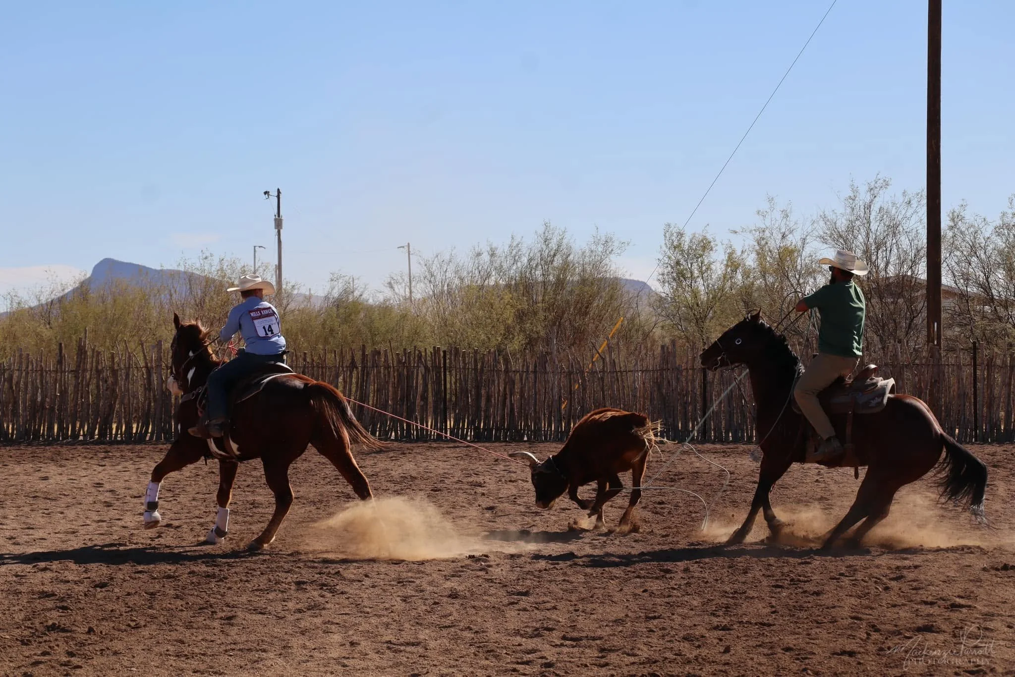 Team roping.jpg