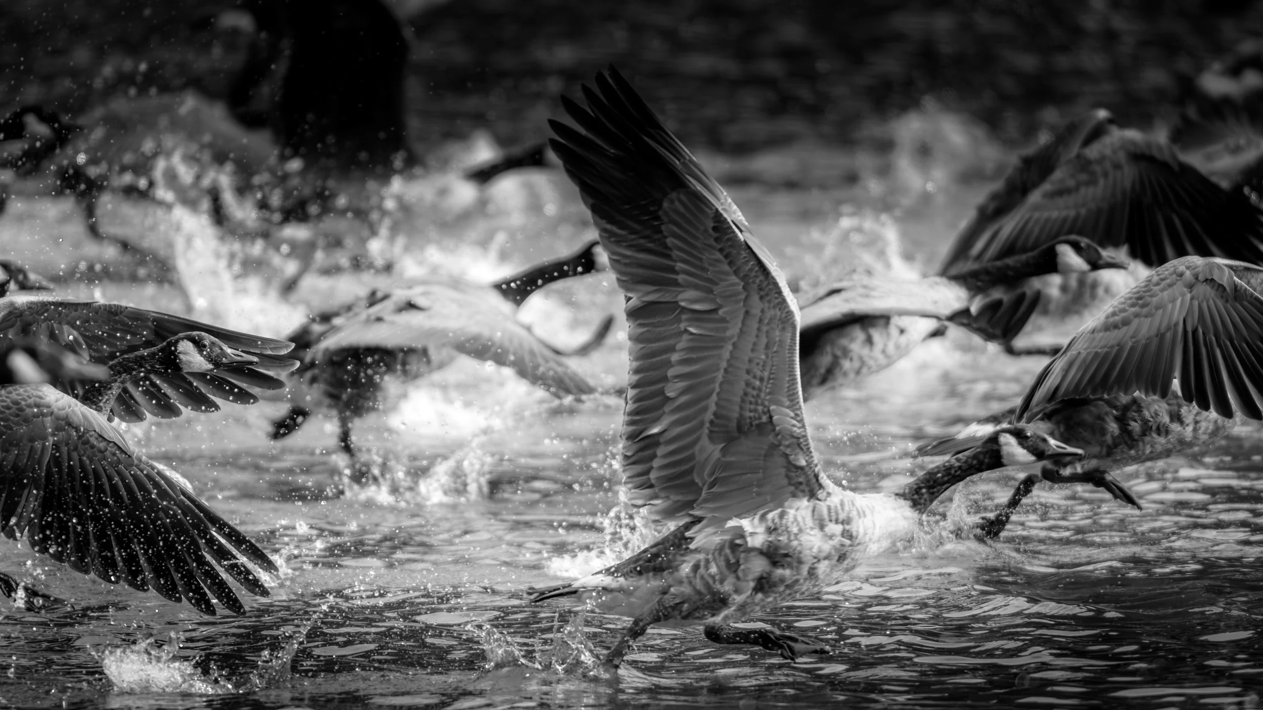 Canada Geese, UK