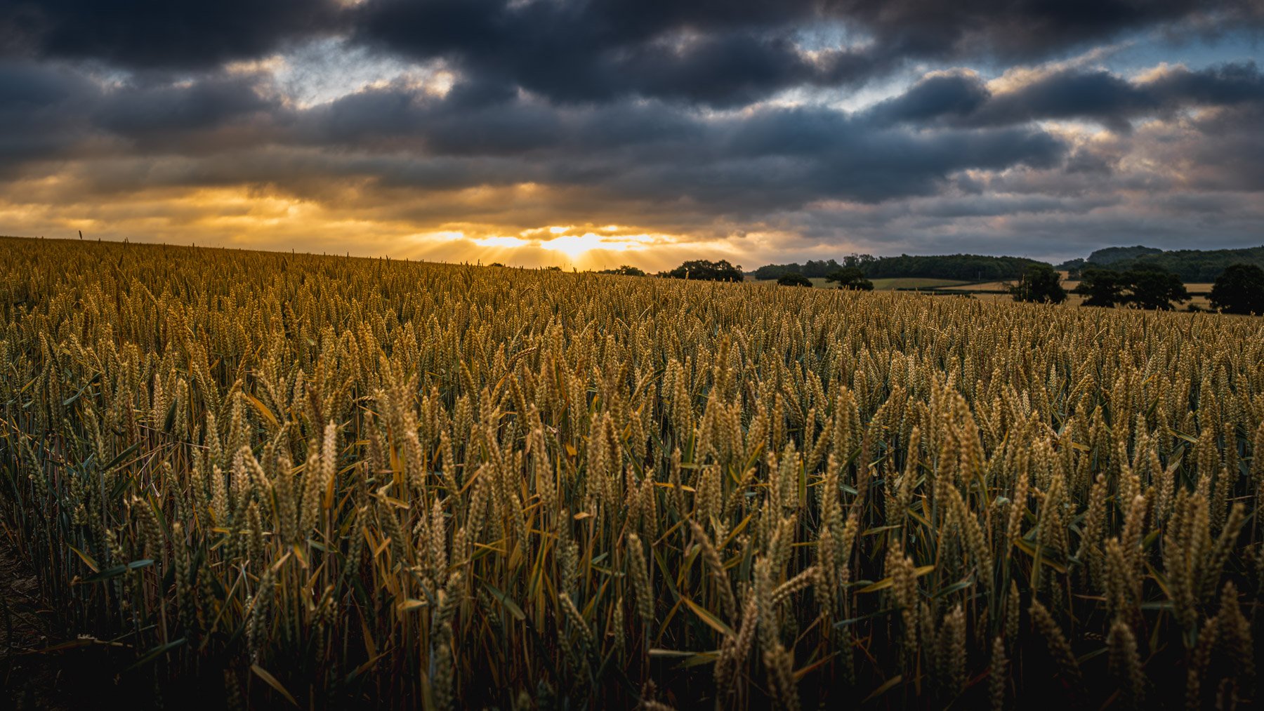 Sunrise,  Petworth, England