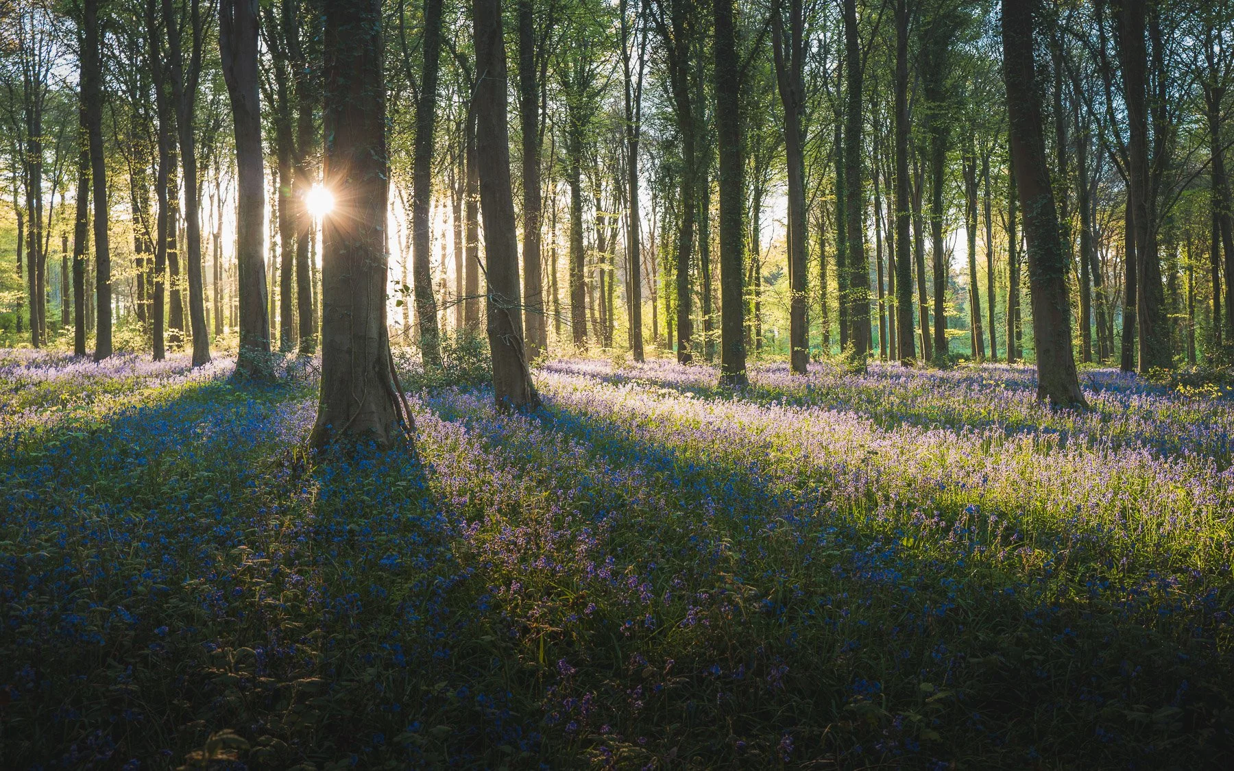 Bluebells at Dawn, Angmering, England