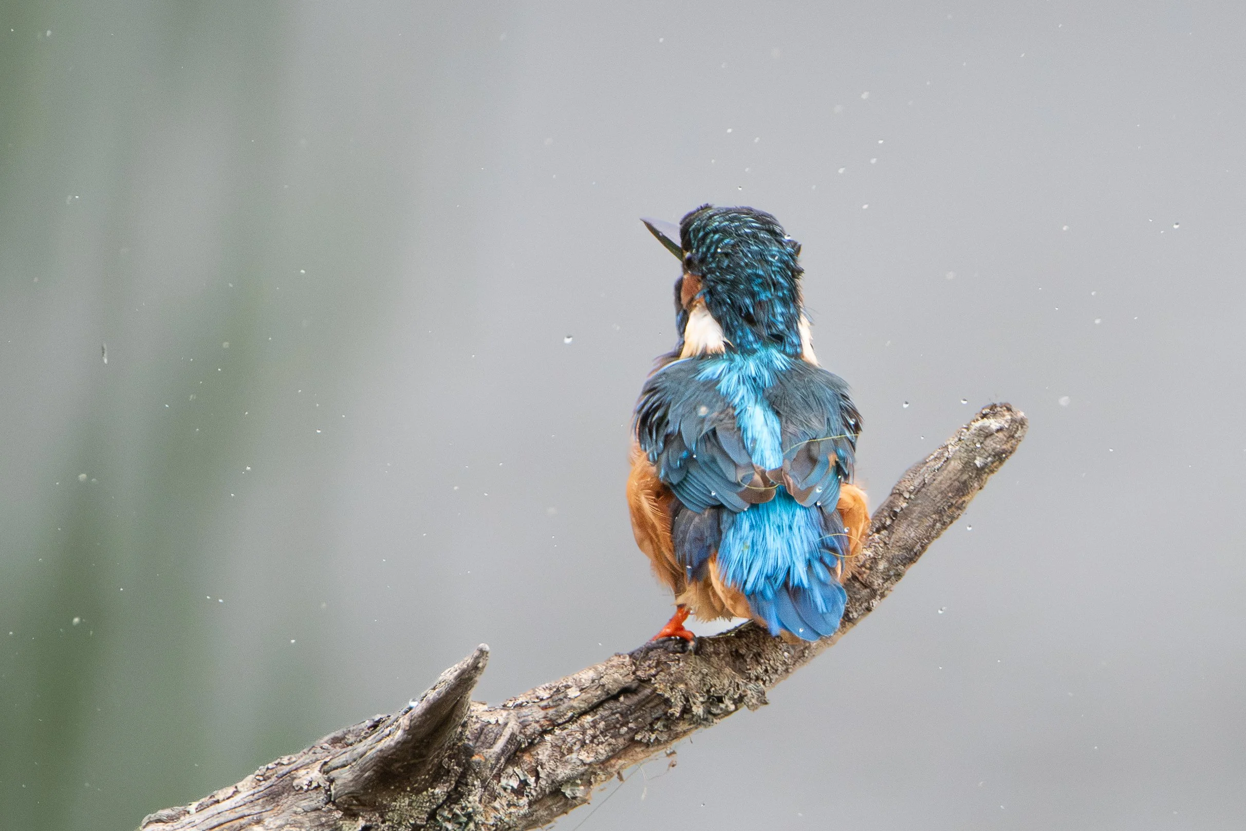 Kingfisher, UK