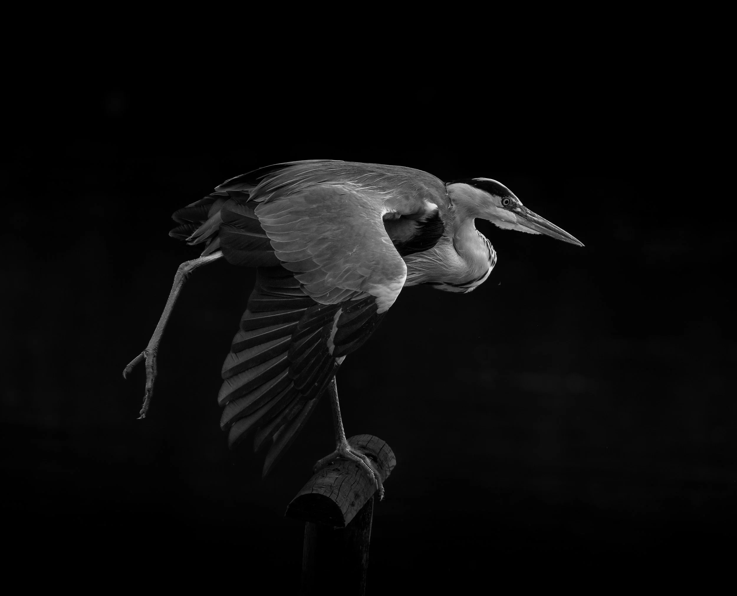 Departure.  Grey Heron