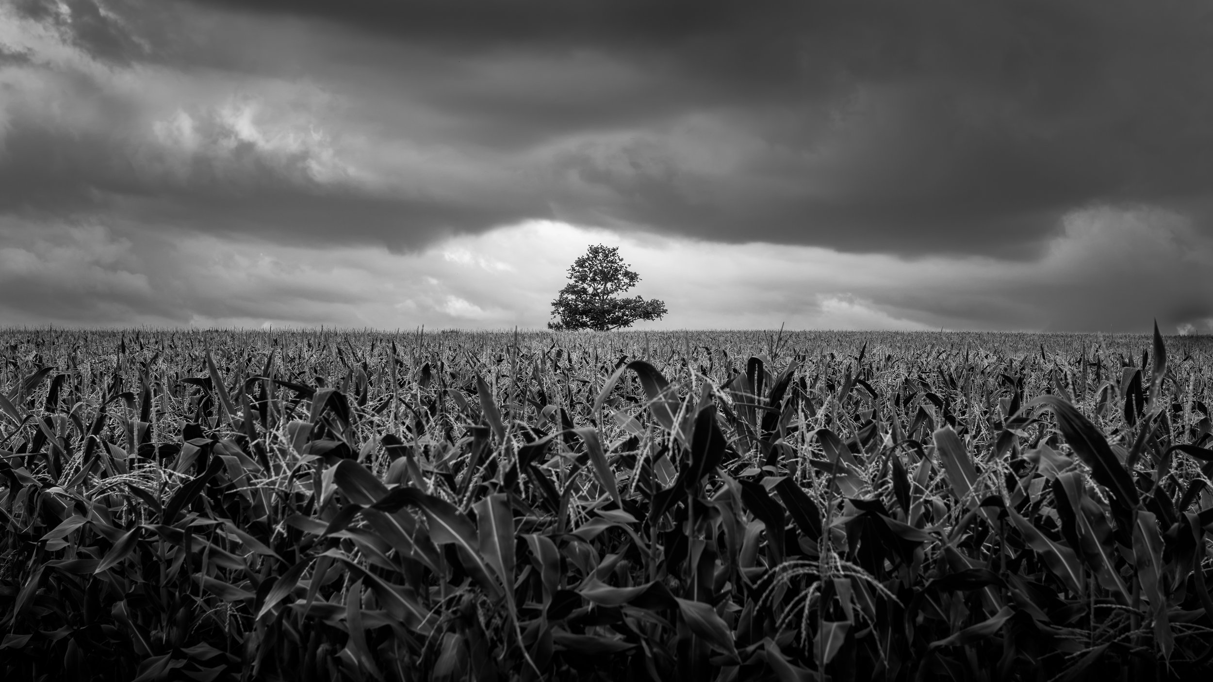 Maize Field Sunrise, Sussex, England