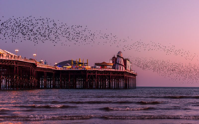 Starling Murmuration, Brighton, England 